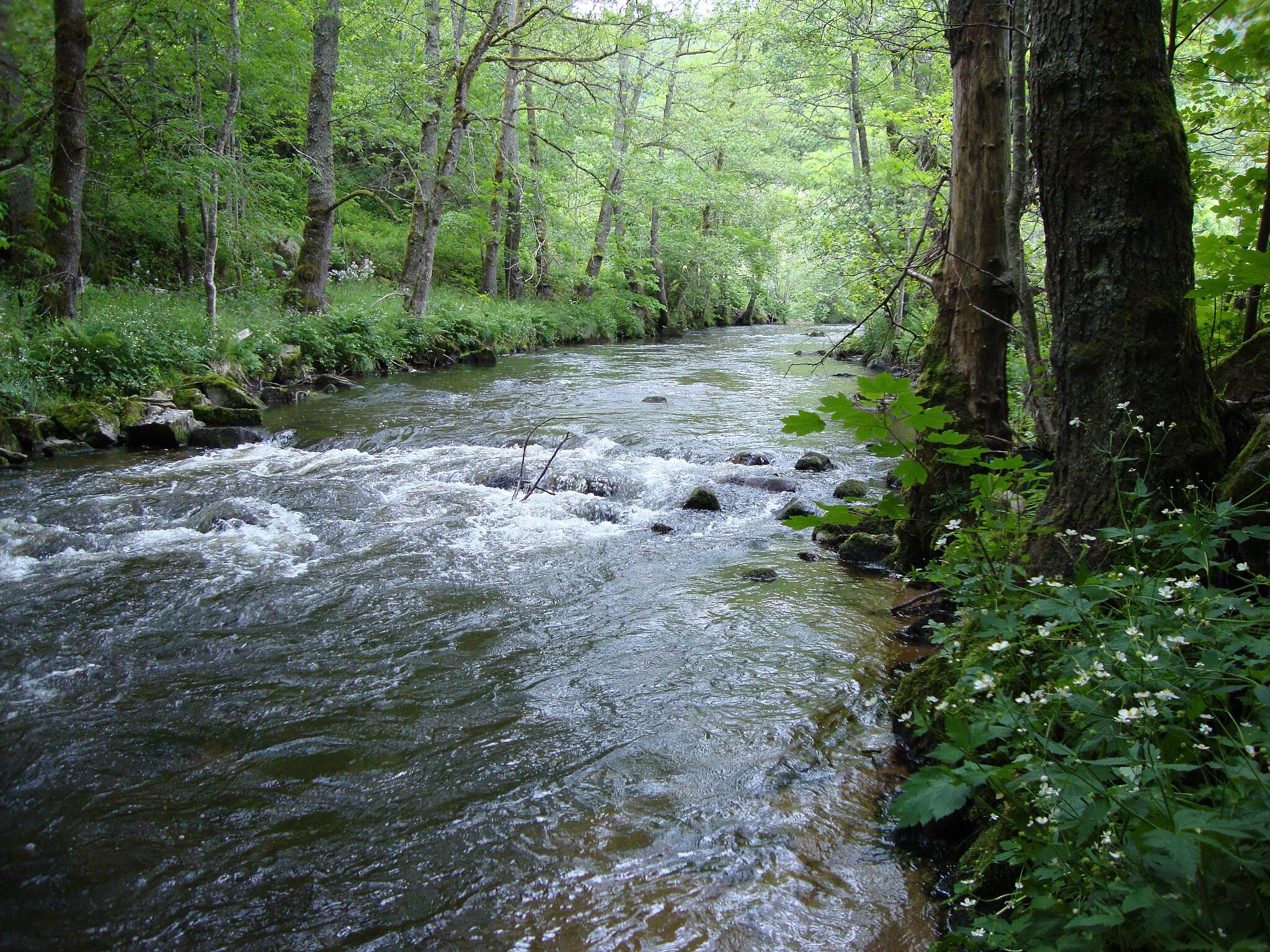 Billede af Auvergne