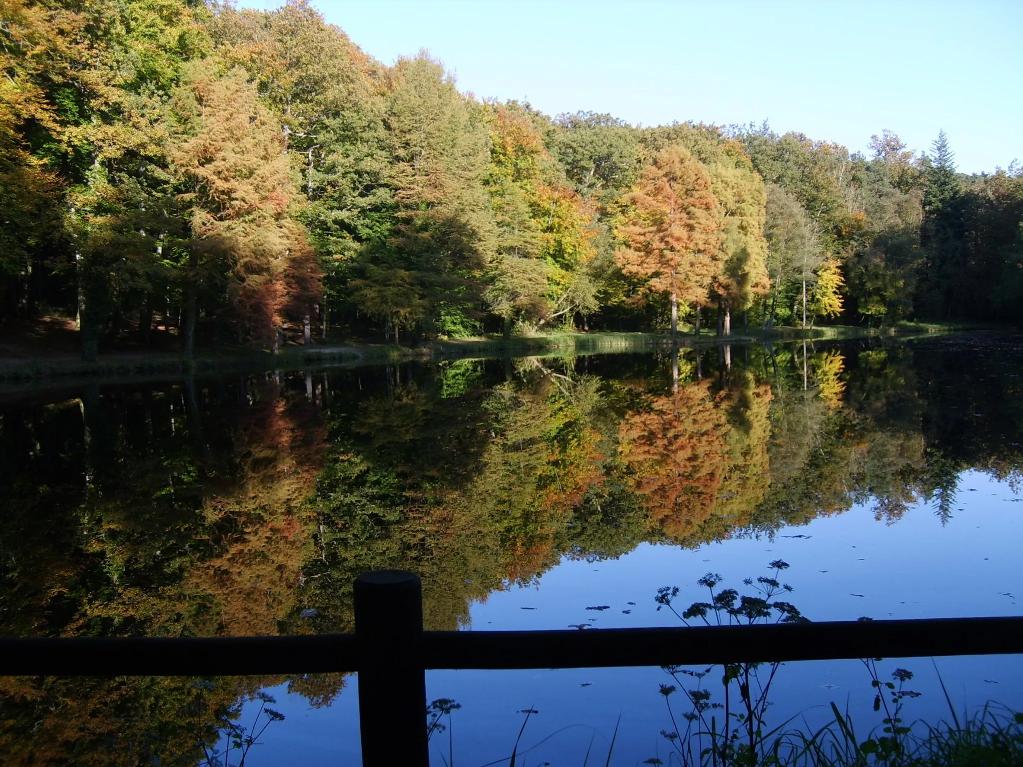 Photo showing: L'étang de la Herse au cœur de la forêt de Bellême