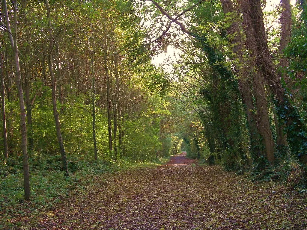 Photo showing: Le Chemin des pèlerins, ancienne voie romaine dans le Bois du Caprice, classé espace naturel sensible, sur les communes de Ouistreham, Saint-Aubin-d'Arquenay et Colleville-Montgomery