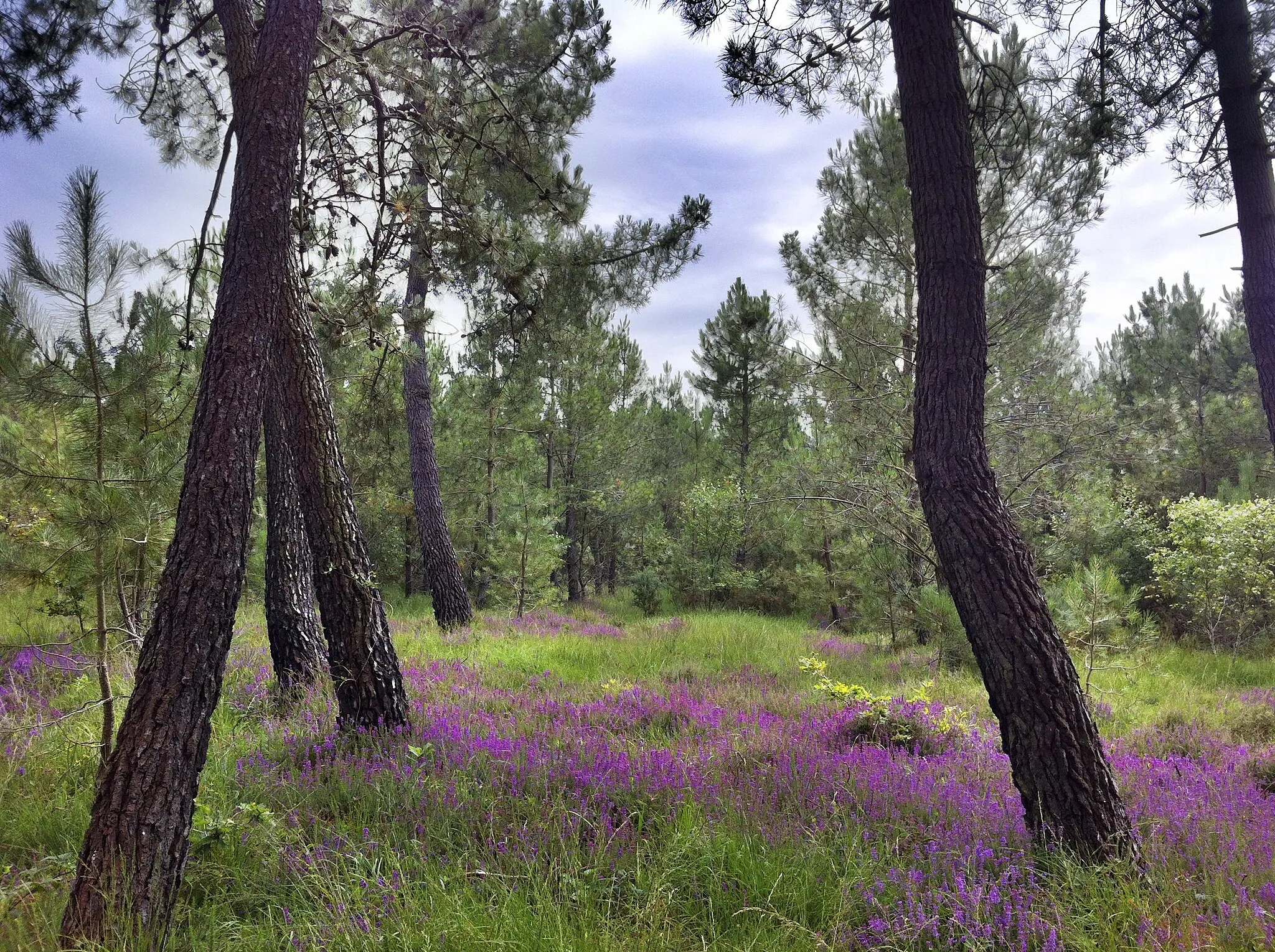 Photo showing: Taken and processed on an iPhone  in French forest located in  St-Germain, Basse-Normandie, France. Picture of wild flowers and trees, HDR image.