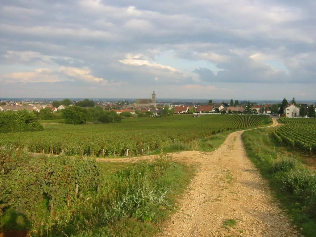 Photo showing: Chemin de vigne Marsannay la Cote Bourgogne