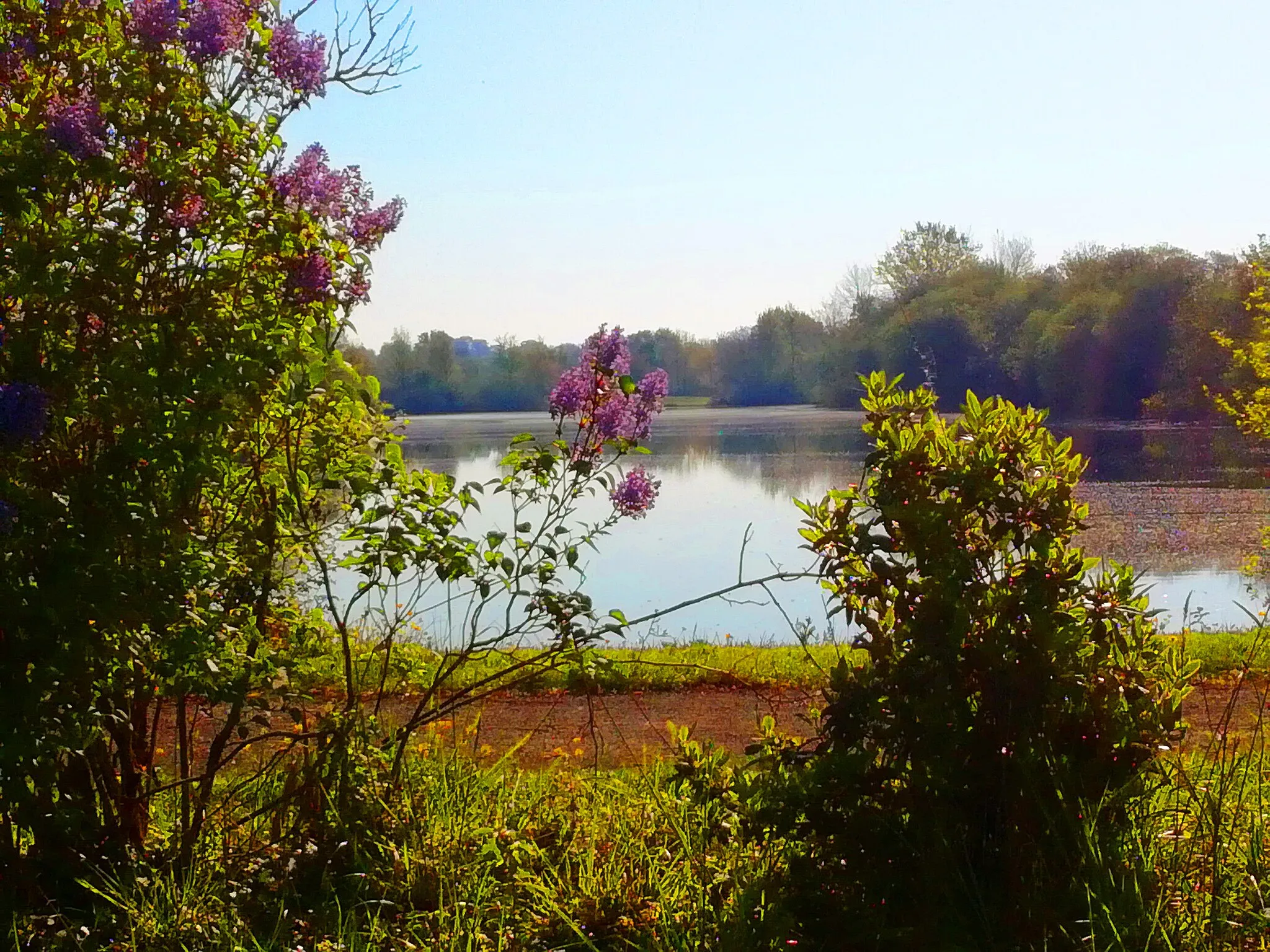 Photo showing: Chavagne - Etang de la Sillandais