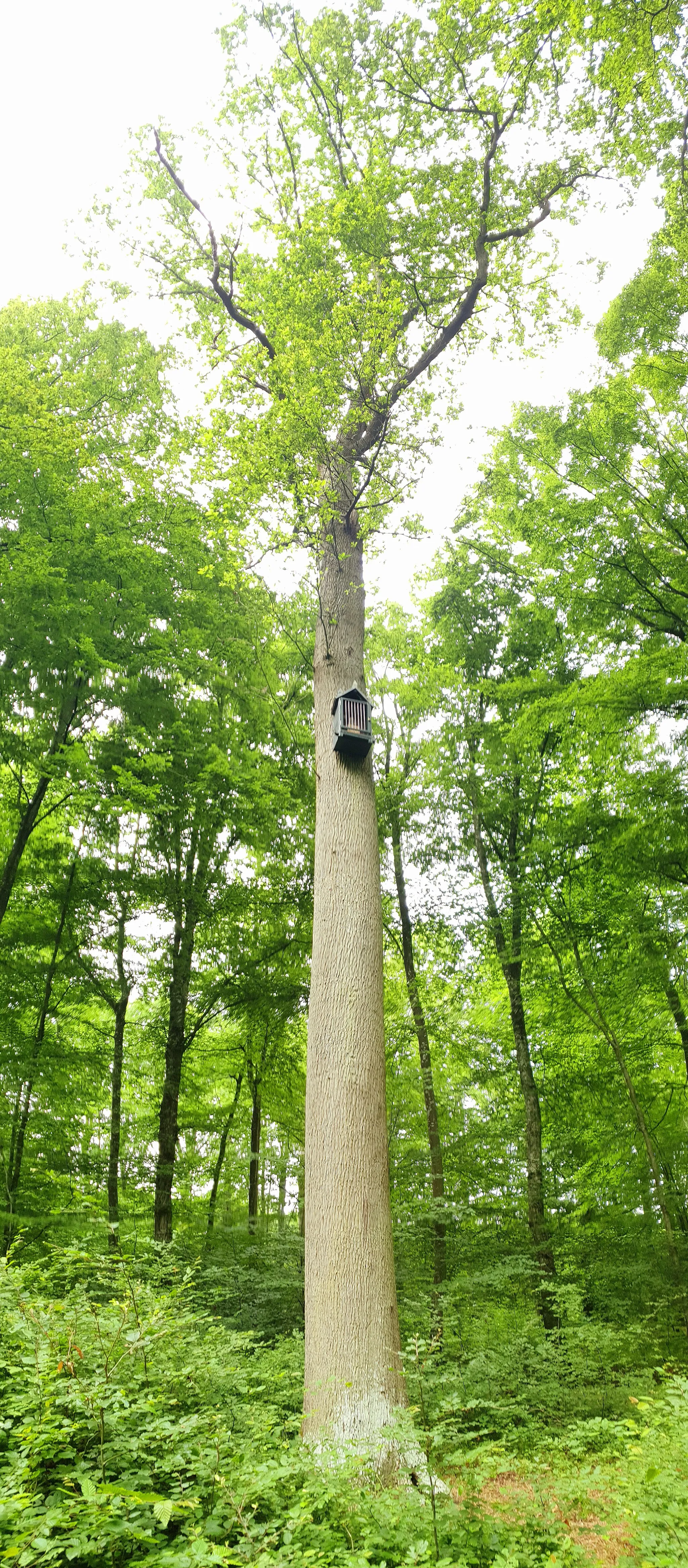 Photo showing: Le chêne Saint-Hubert dans la forêt de Dreux.