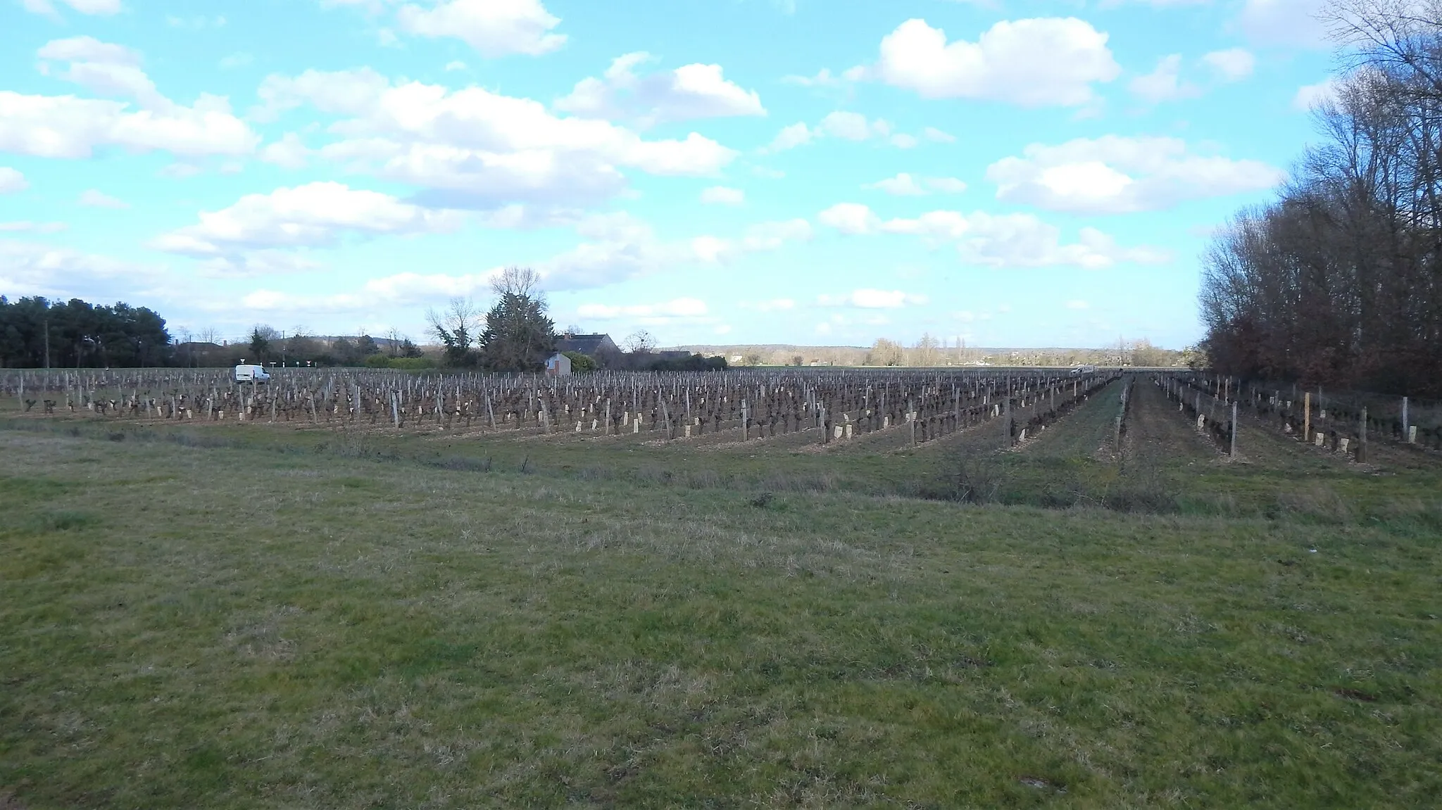 Photo showing: Des vignes, en sortie de L'Île-Bouchard, en-dessous de la route D760