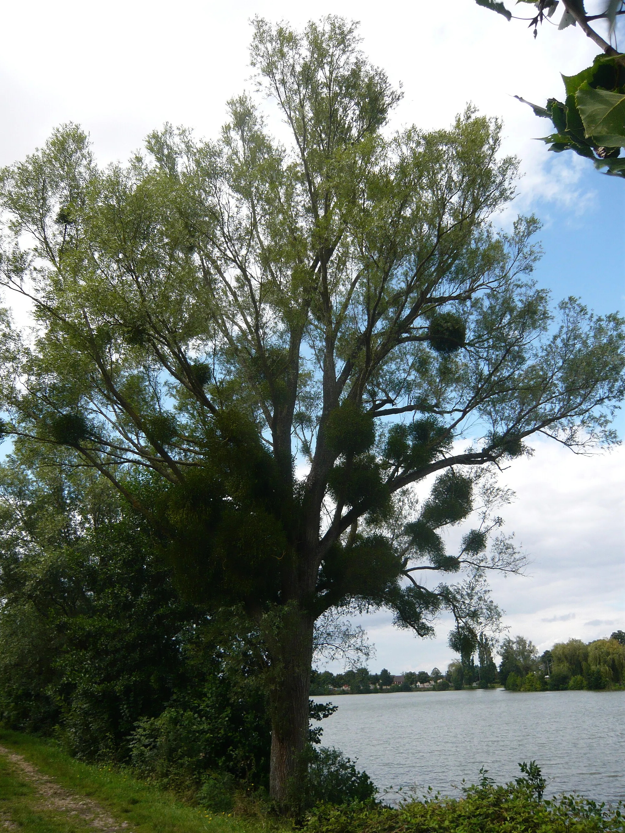 Photo showing: Étang de Saint-Georges-sur-Eure, Eure-et-Loir (France).