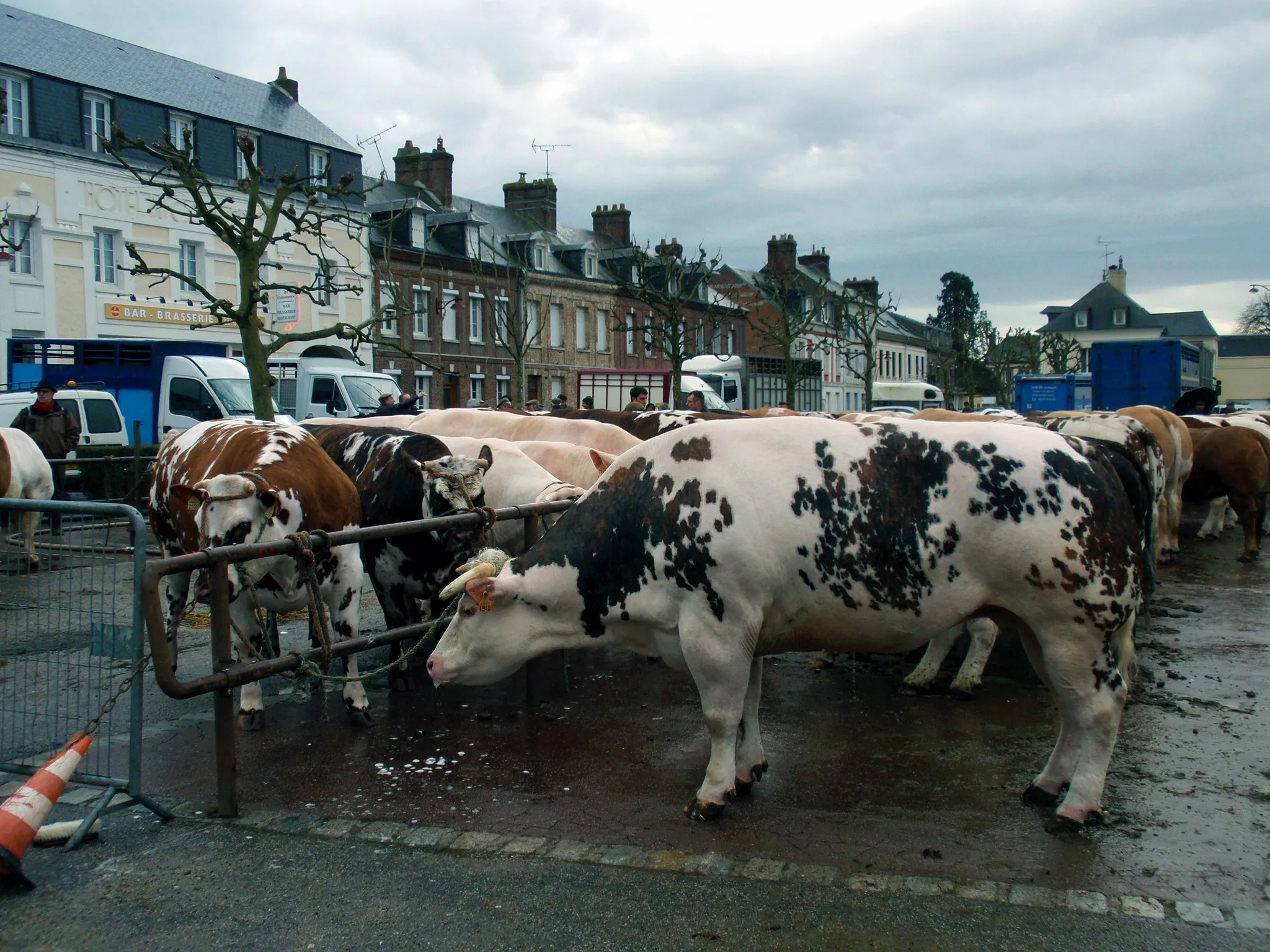 Photo showing: Fauville-en-Caux (Seine-Maritime, France).

Concours d'animaux de boucherie.