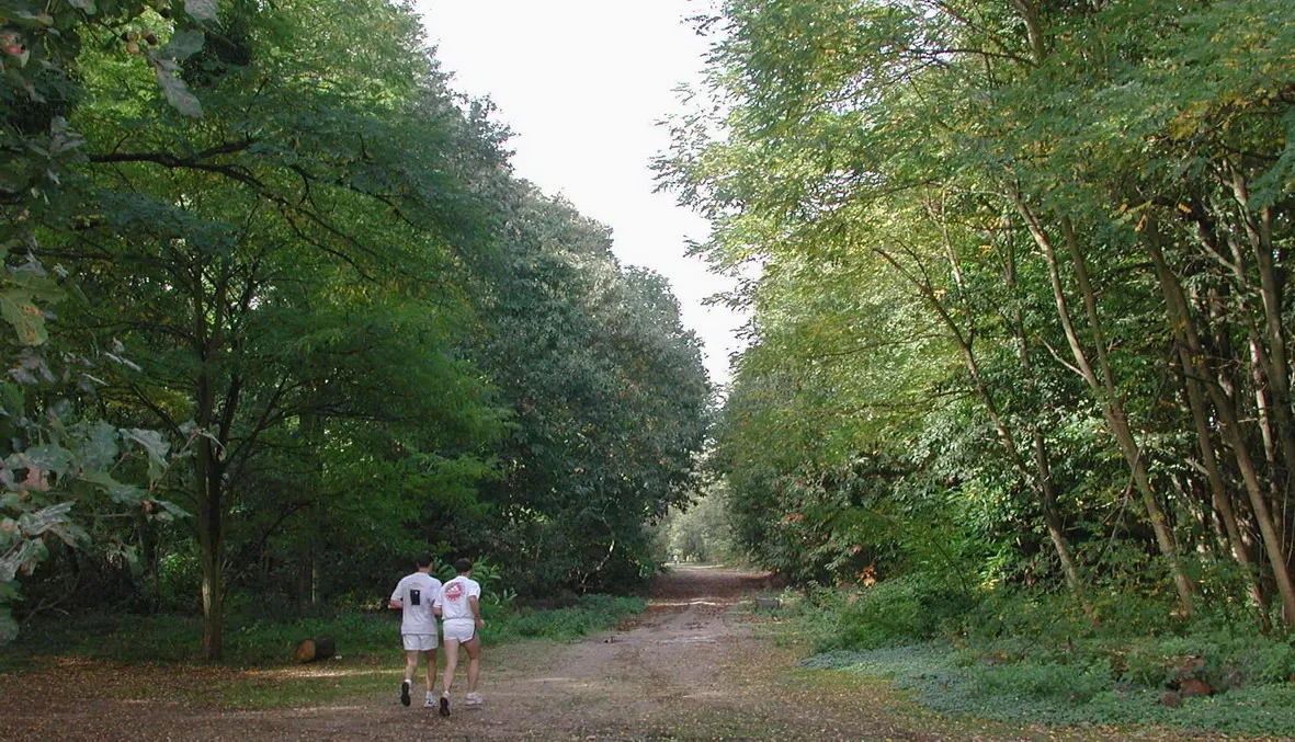 Photo showing: Bois de Verneuil-sur-Seine