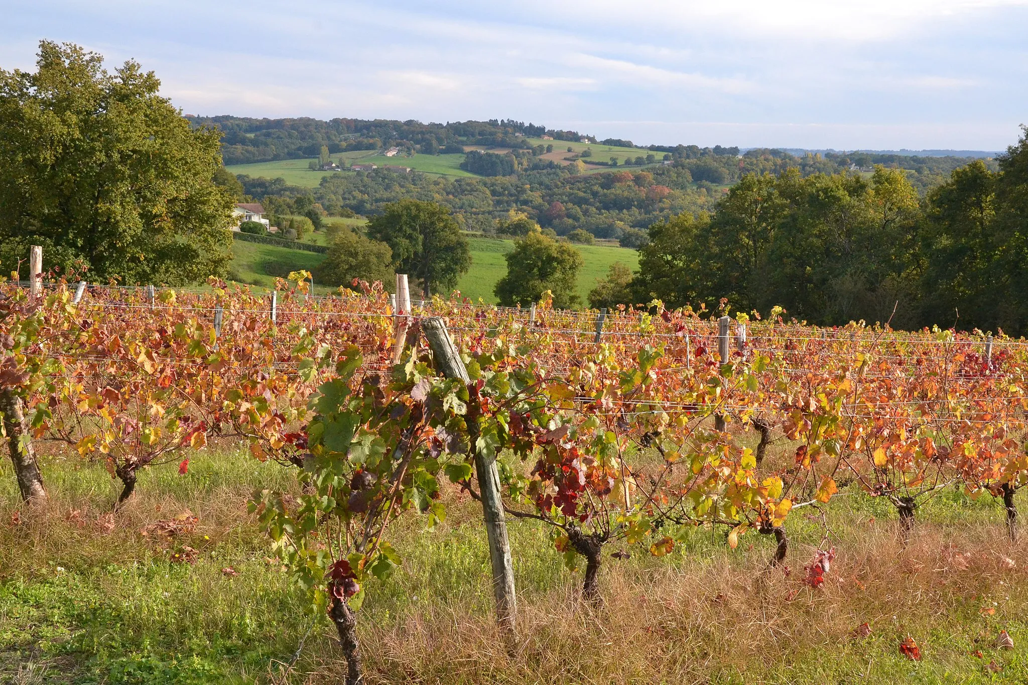 Photo showing: Vue du vignoble de Verneuil-sur-Vienne (Haute-Vienne, France)