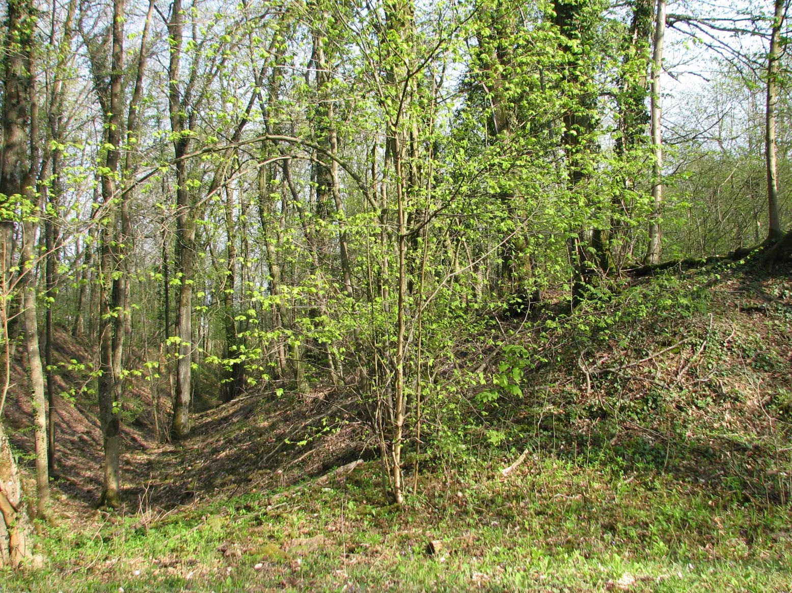 Photo showing: Fossés, vestiges de la Cité d'Affrique, près de Messein en Meurthe-et-Moselle