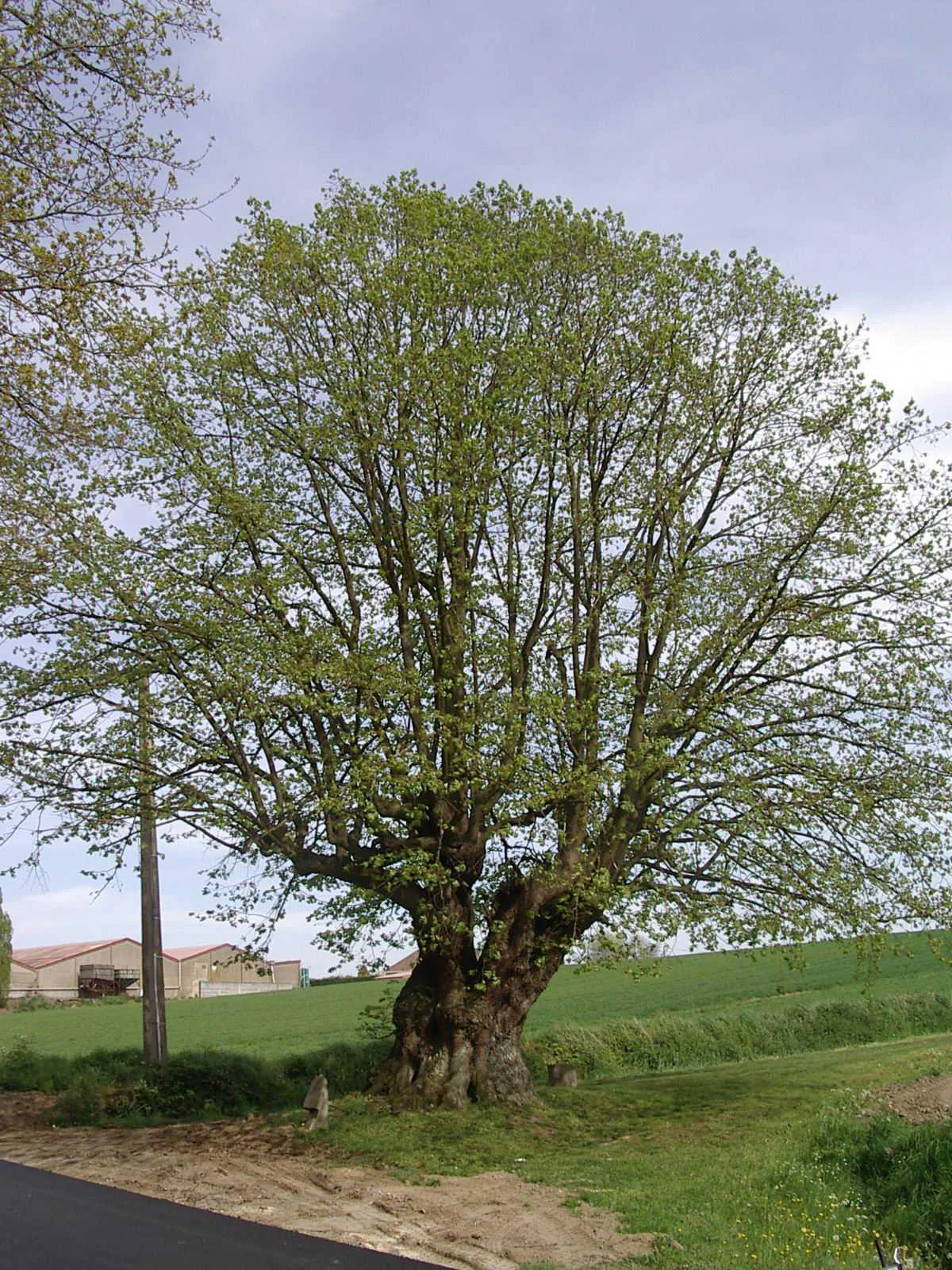 Photo showing: Tilleul de Joncquoy à Aubers (Nord, France).