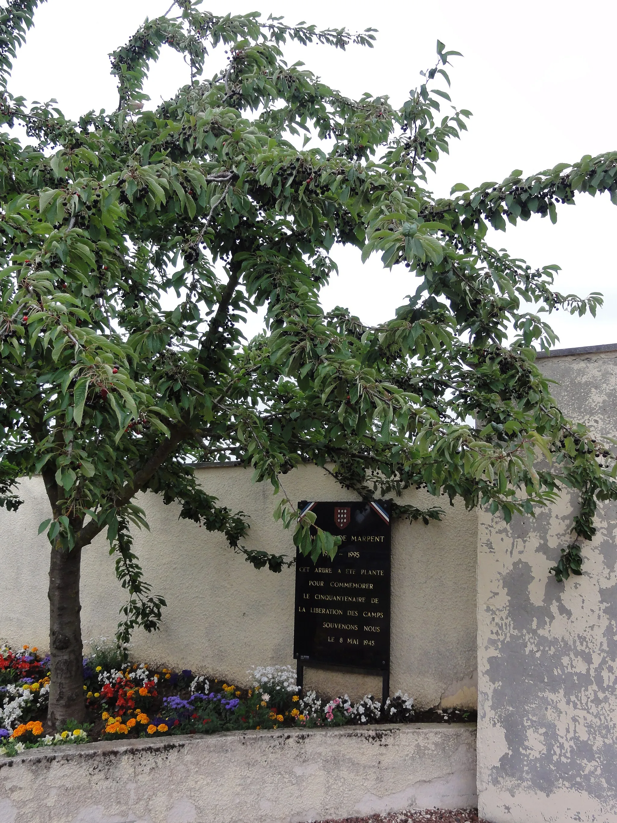 Photo showing: Marpent (Nord, Fr) arbre-souvenir du 8 mai 1945