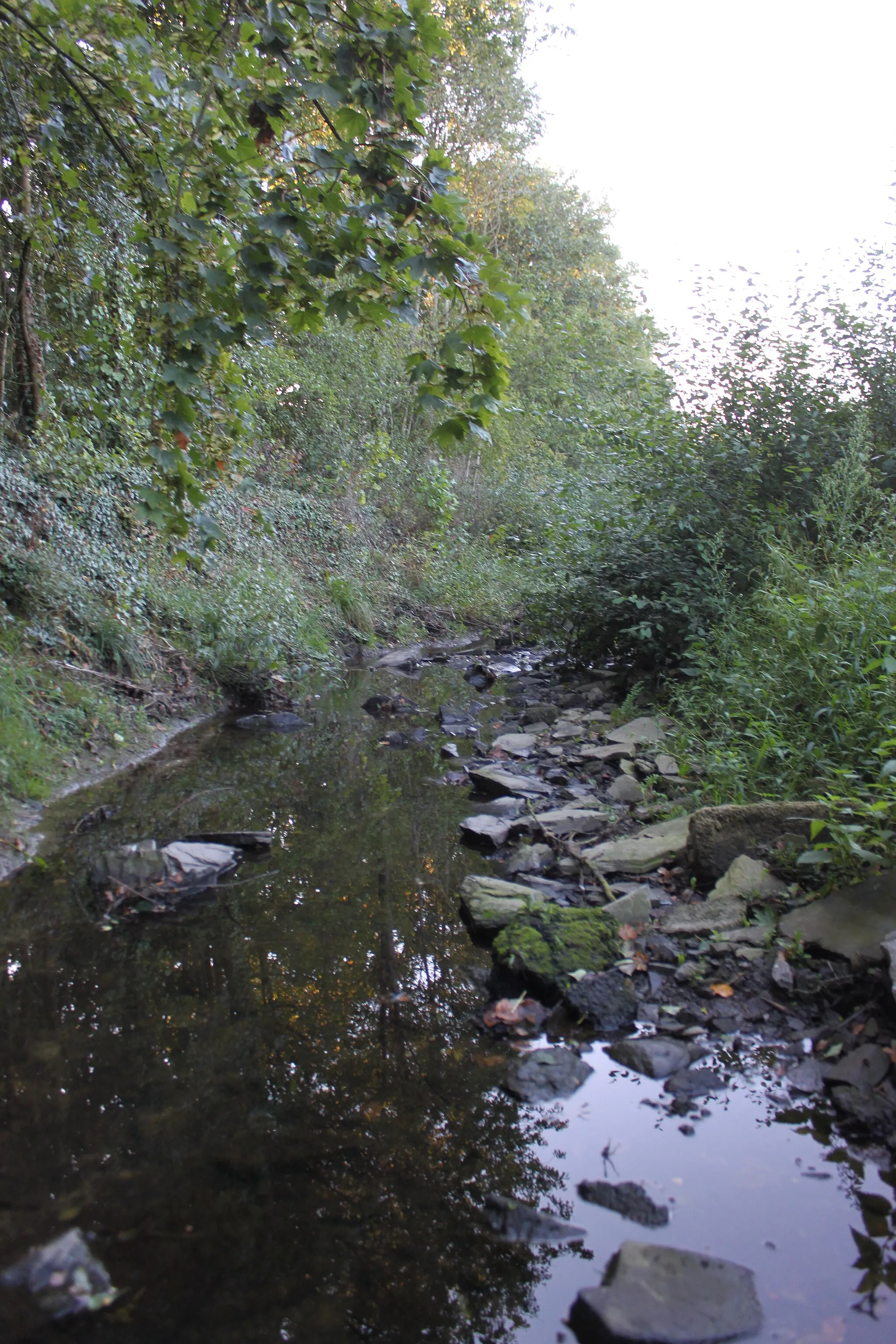 Photo showing: La Sanguèze, quelques mètres en aval de la station d'épuration, Fr-49-Gesté.