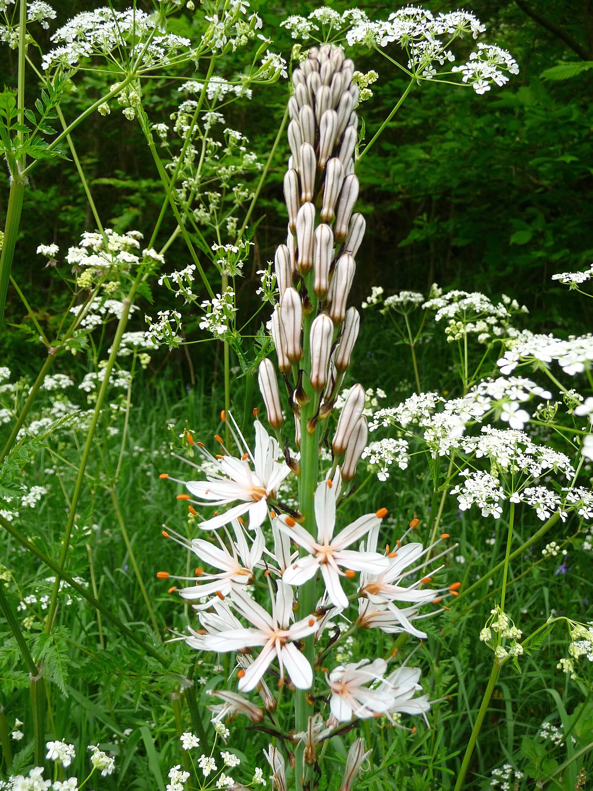 Photo showing: Asphodel