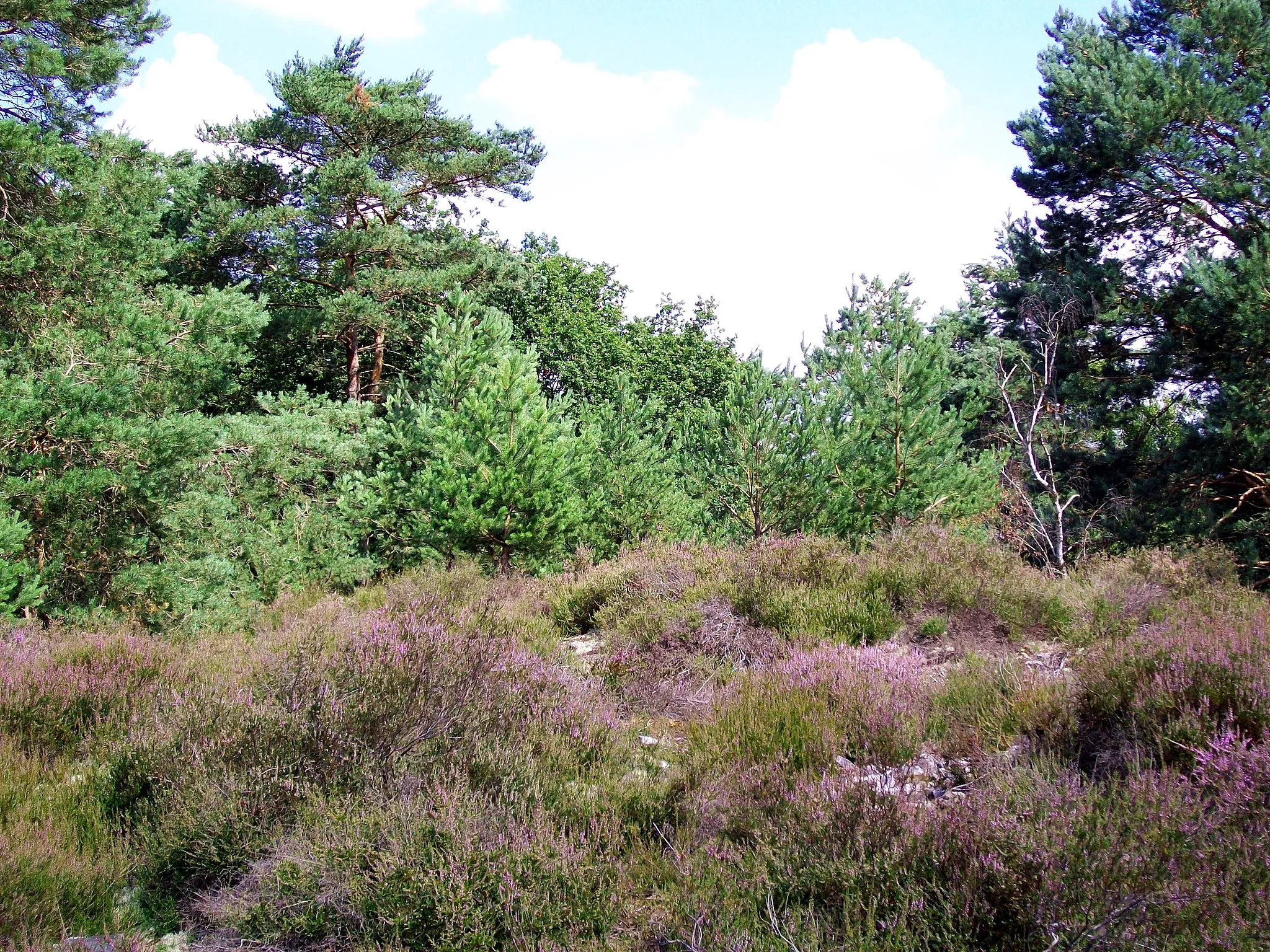 Photo showing: Landes dans la bois de Morrière, au site de la Pierre Monconseil, sur la commune de Plailly.