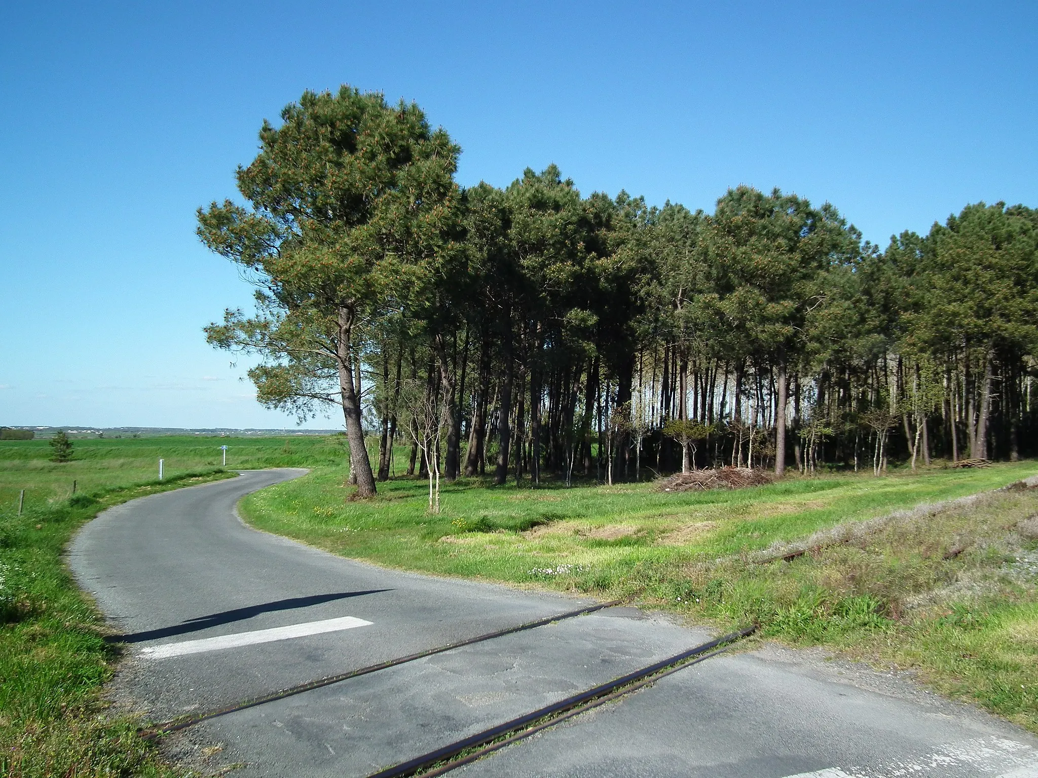 Photo showing: Bosquet de pins maritimes sur les crêtes d'Etaules (Charente-Maritime)