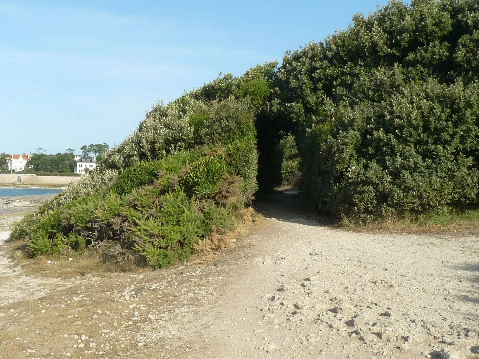 Photo showing: Promenade du Domaine des Fées, Vaux-sur-Mer (17), France.
Chênes verts et filaria sculptés par le vent.