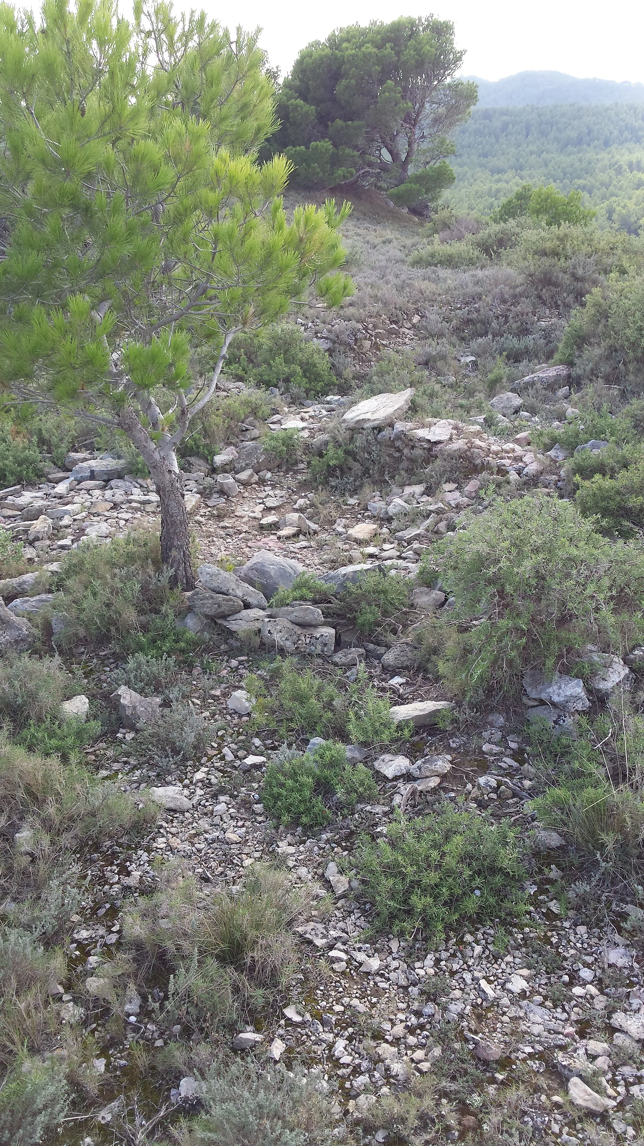 Photo showing: Vestiges  de l'oppidum de la Roque, sur le Mourre Pela un lieu-dit de la Montagnette, actuellement sur le territoire de Graveson