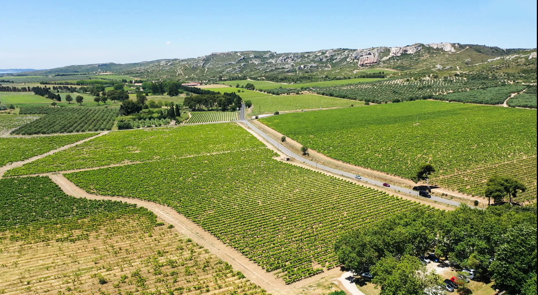 Photo showing: Cultures de la vigne et de l'olivier