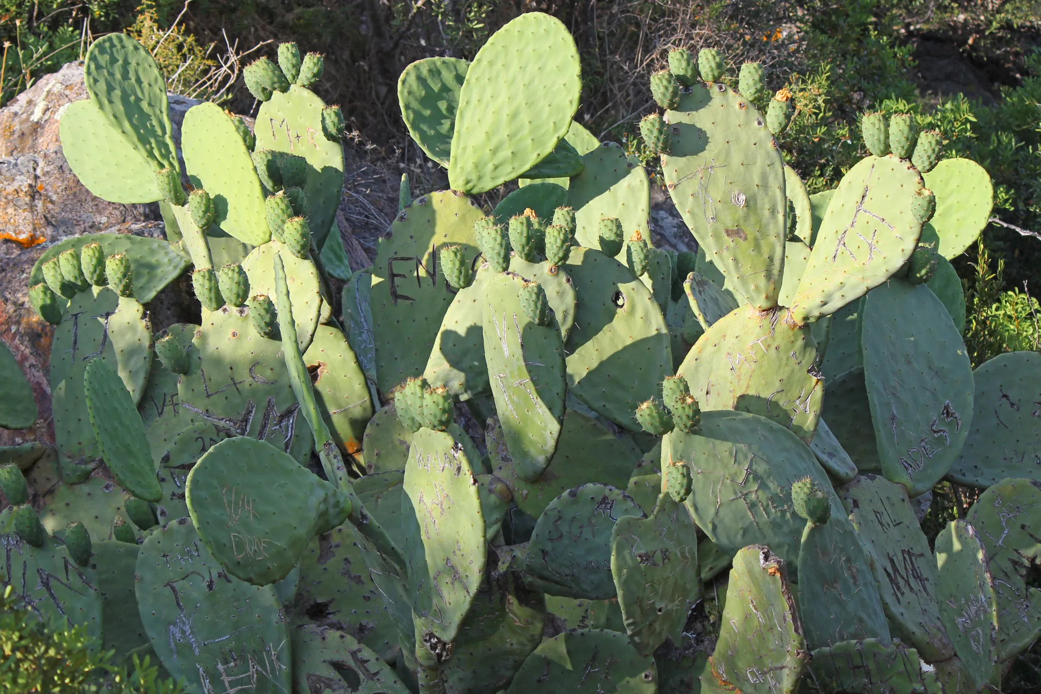 Photo showing: 500px provided description: The whole world is a cactus, it is impossible to sit [#flowers ,#beauty ,#light ,#summer ,#beautiful ,#plant ,#green ,#garden ,#desert ,#cactus]