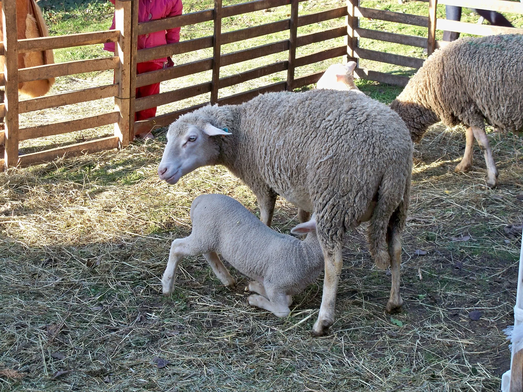 Photo showing: Agneau élevé sous la mère, en Provence