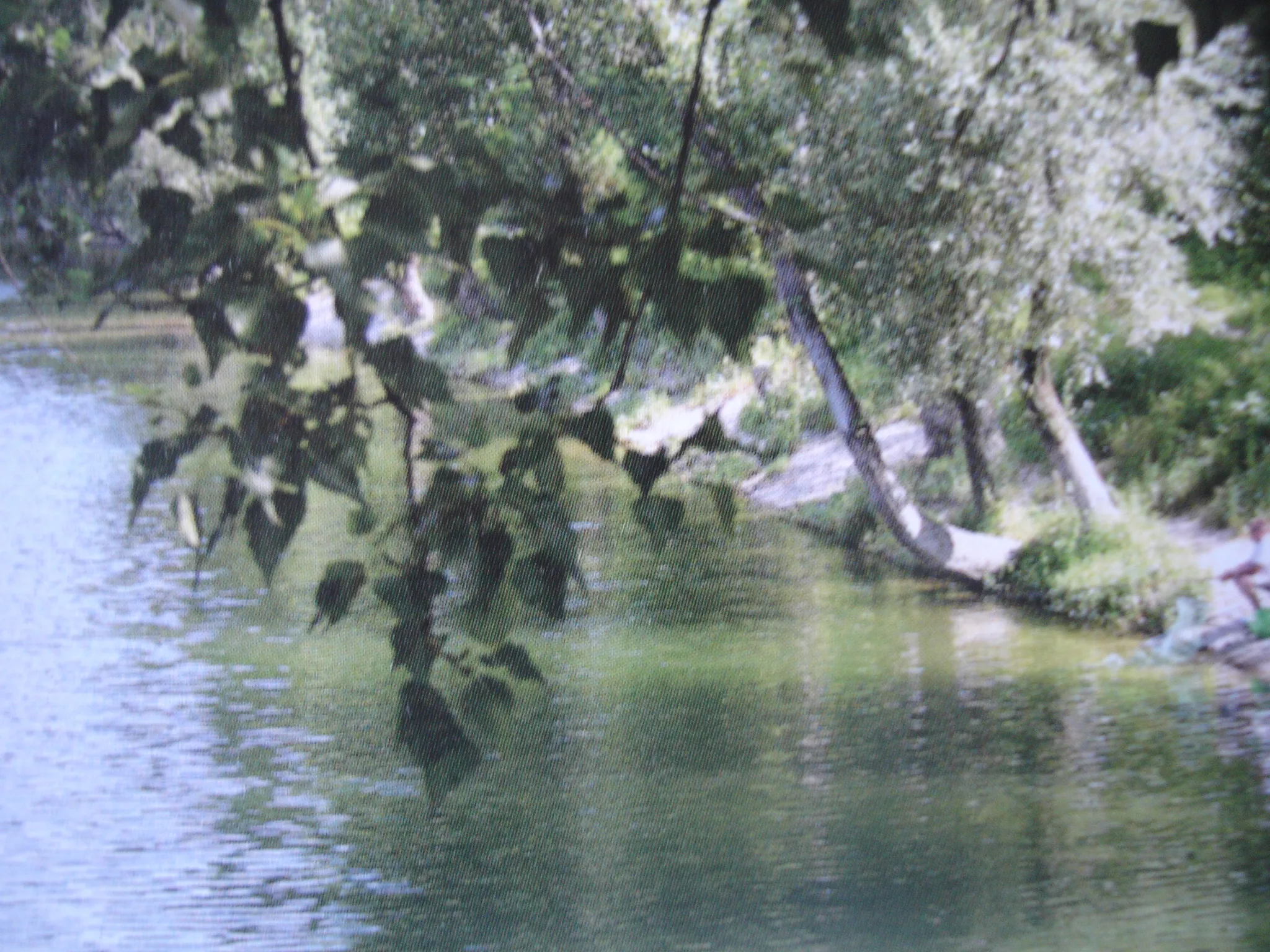 Photo showing: Feyzin : l'étang Guinet sur l'île de la Chèvre