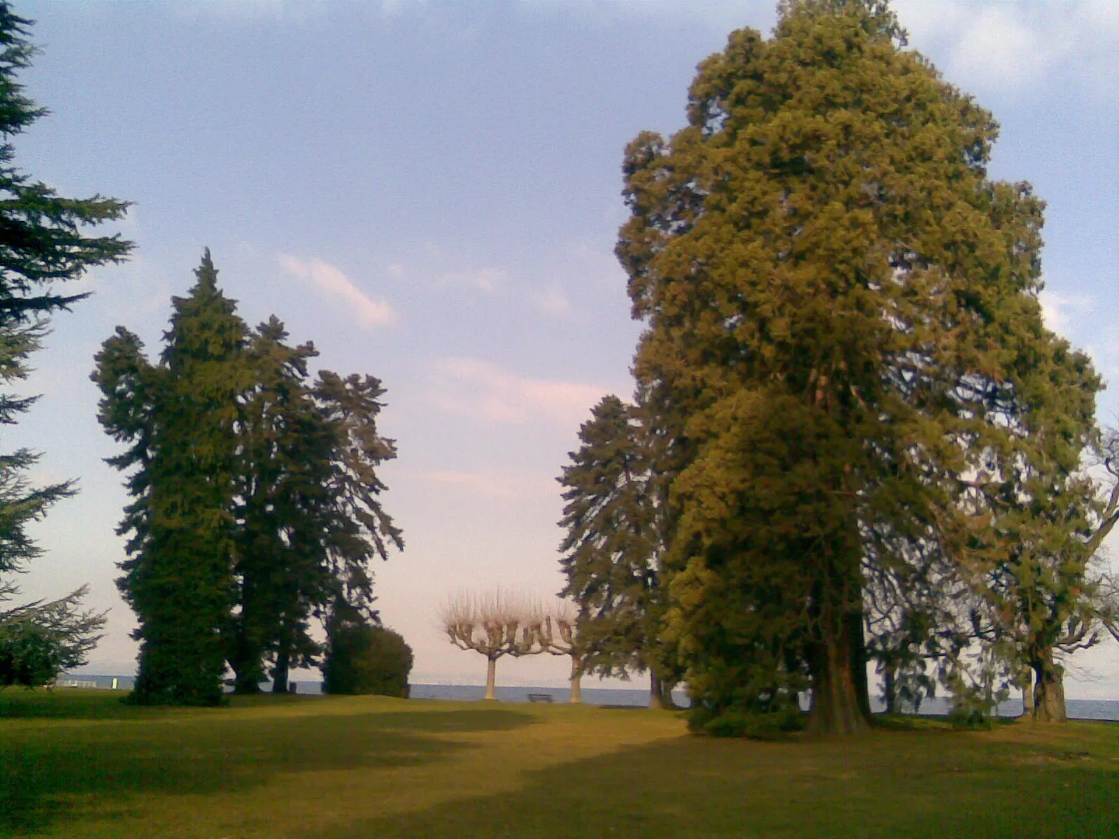 Photo showing: Le parc des cèdres à Amphion-les-bains.