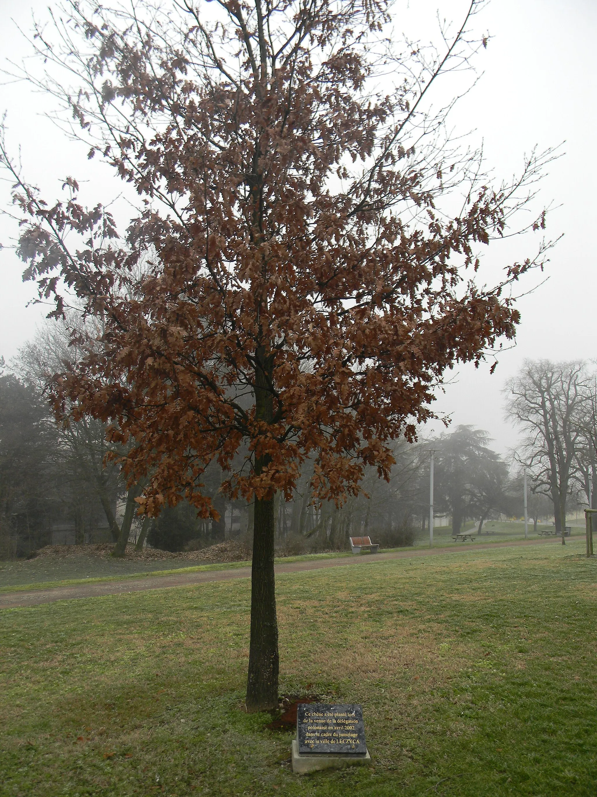 Photo showing: Ce chêne a été planté lors de la venue de la délégation polonaise en avril 2002 dans le cadre du jumelage avec la ville de Leczyca.