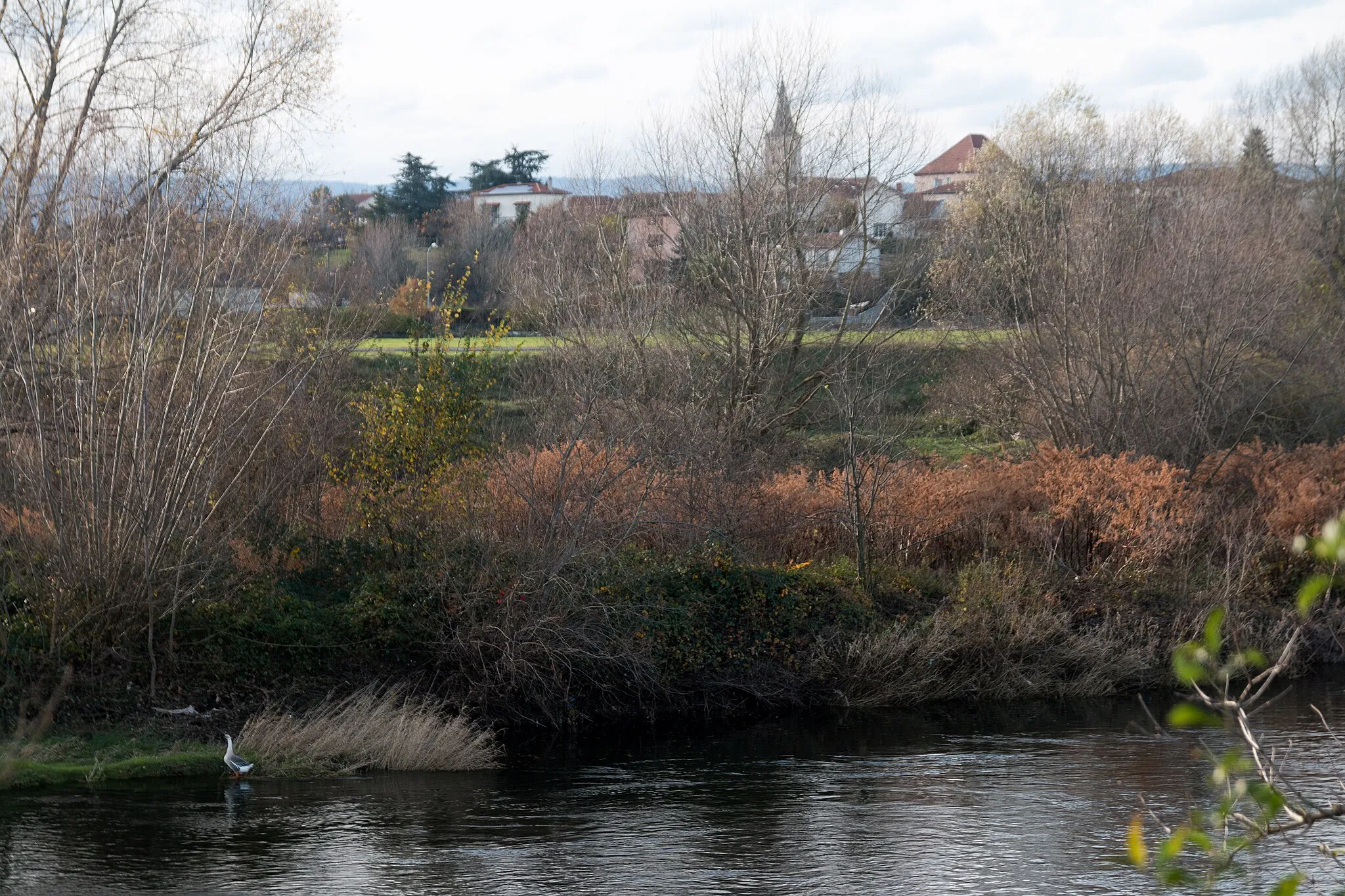 Photo showing: A goose, on the bank ofLoire, near the village of Saint-Cyprien.