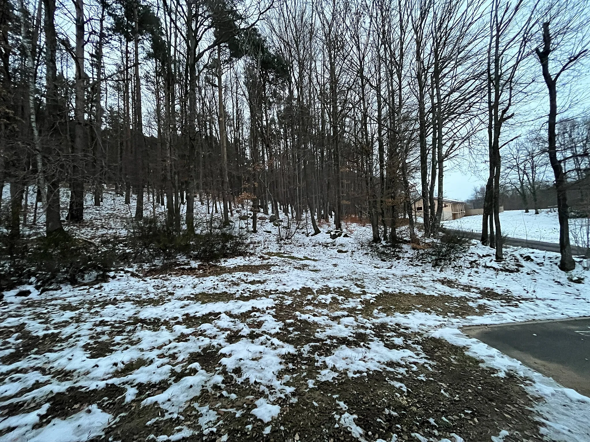 Photo showing: Le bois proché étang de Queser (Saint-Martin-en-Haut) janvier 2023.