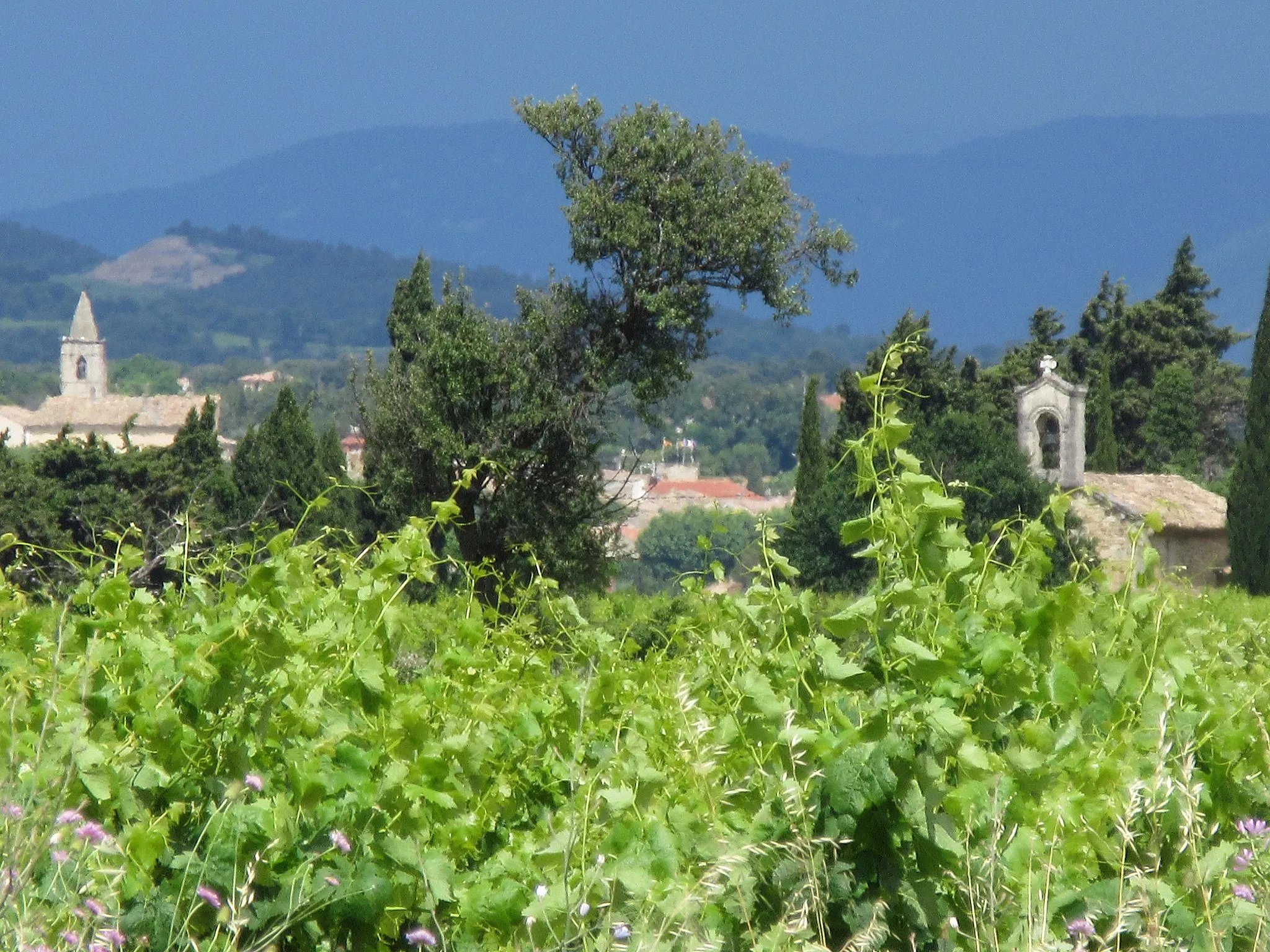 Photo showing: Au-delà des vignes, on aperçoit le clocher de l'église de Tulette (Drôme, France) à gauche et la chapelle de Roure à droite.