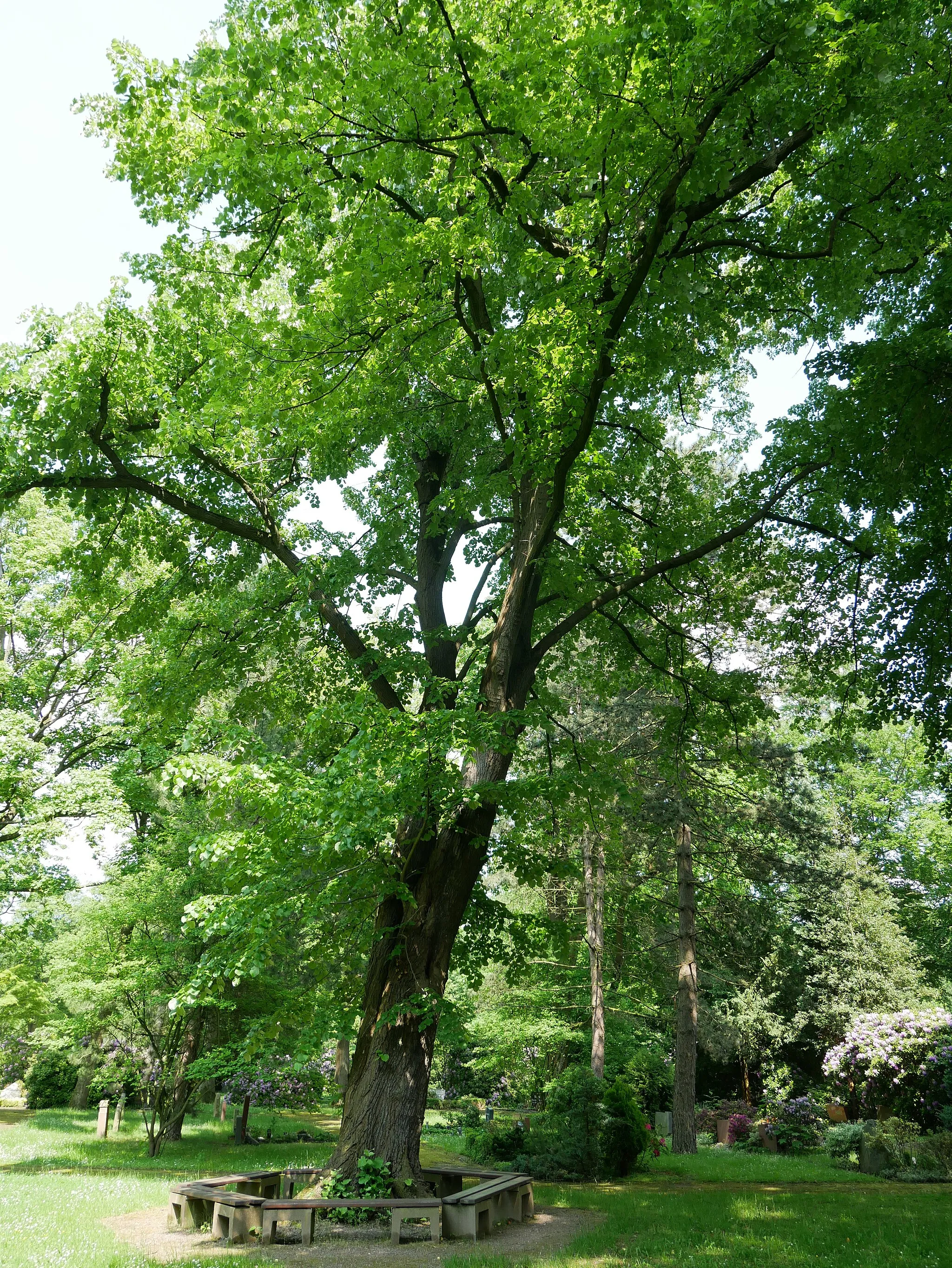 Photo showing: Dortmund Naturdenkmal ND027. Nordfriedhof Feld 1 Winterlinde.