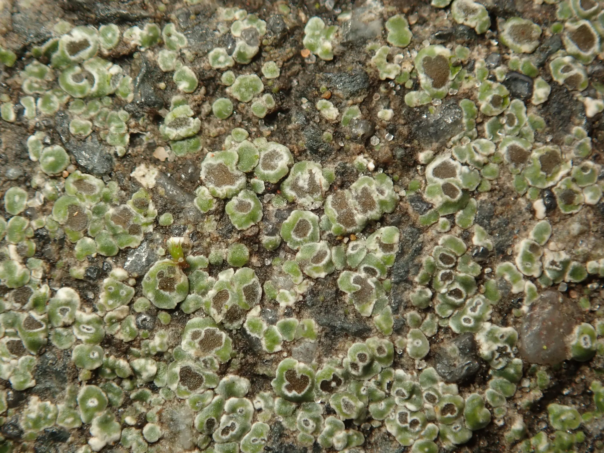 Photo showing: Chiseled Sunken Disk Lichen (Circinaria contorta)