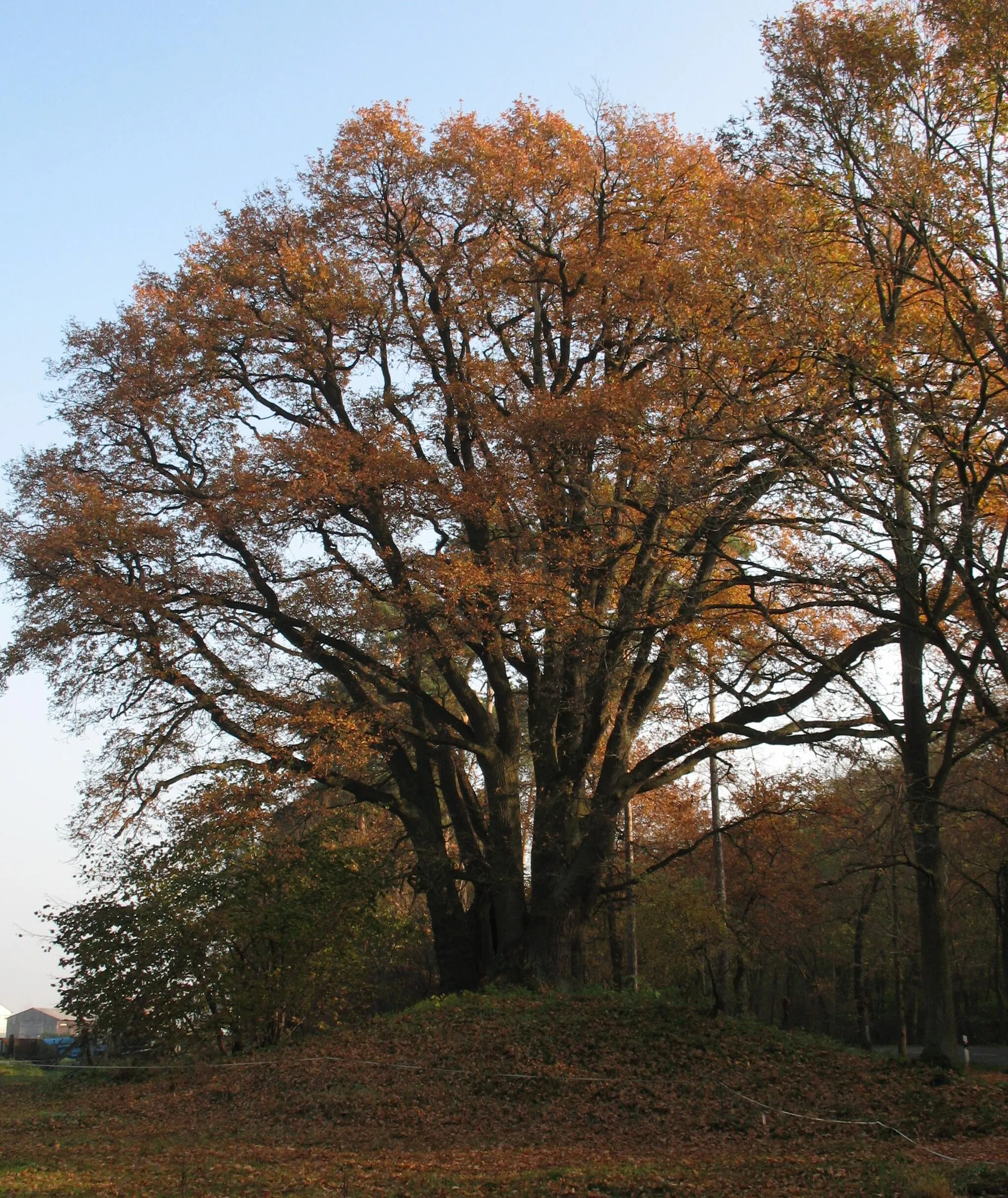 Photo showing: Seven Brothers Oak in Friesack in Brandenburg, Germany
