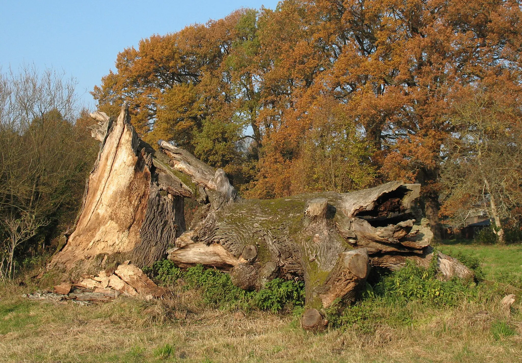 Photo showing: Fouqué Oak in Nennhausen in Brandenburg, Germany