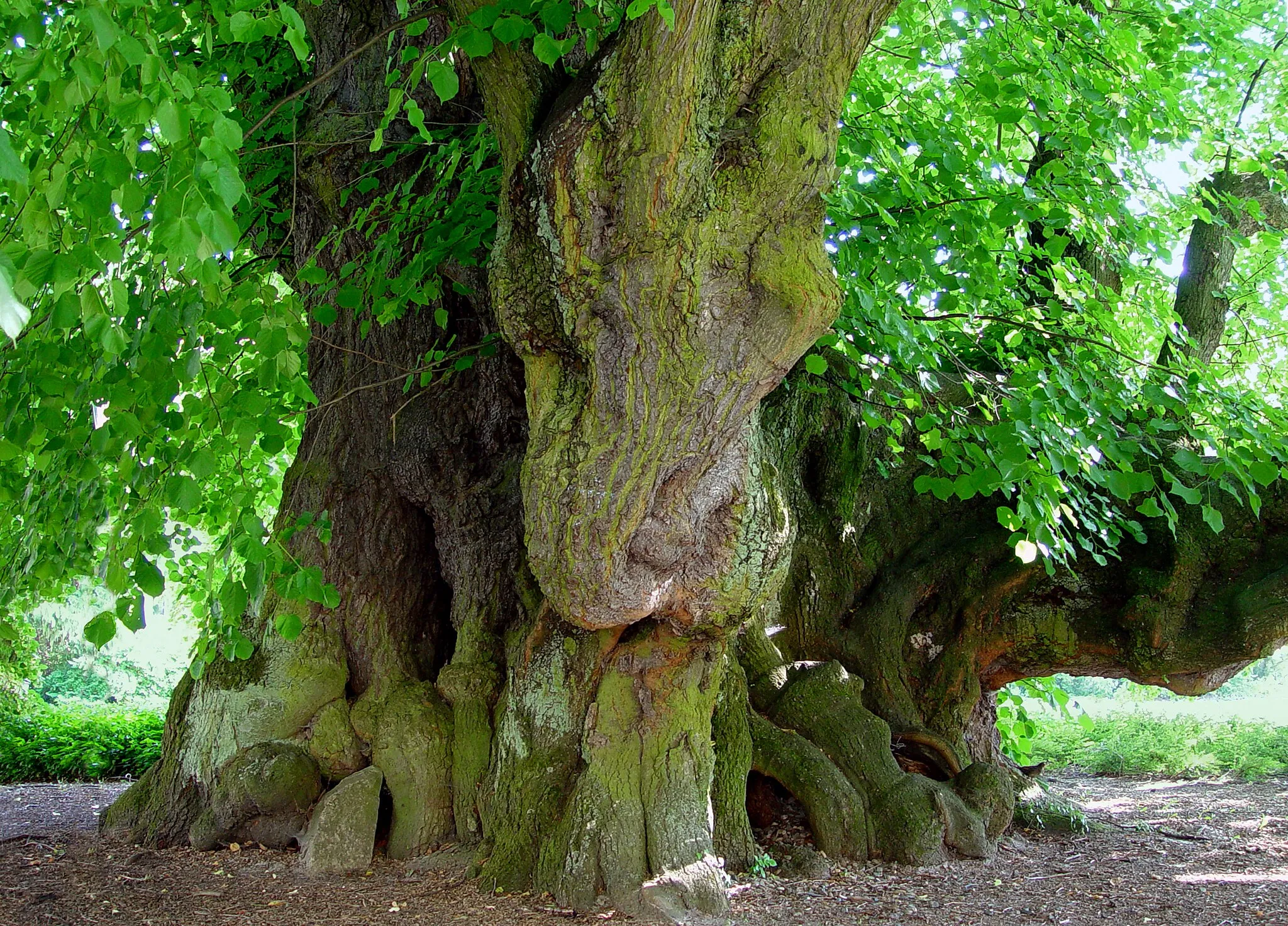 Photo showing: Kaiser-Lothar-Linde (Tilia platyphyllos) in Königslutter am Elm