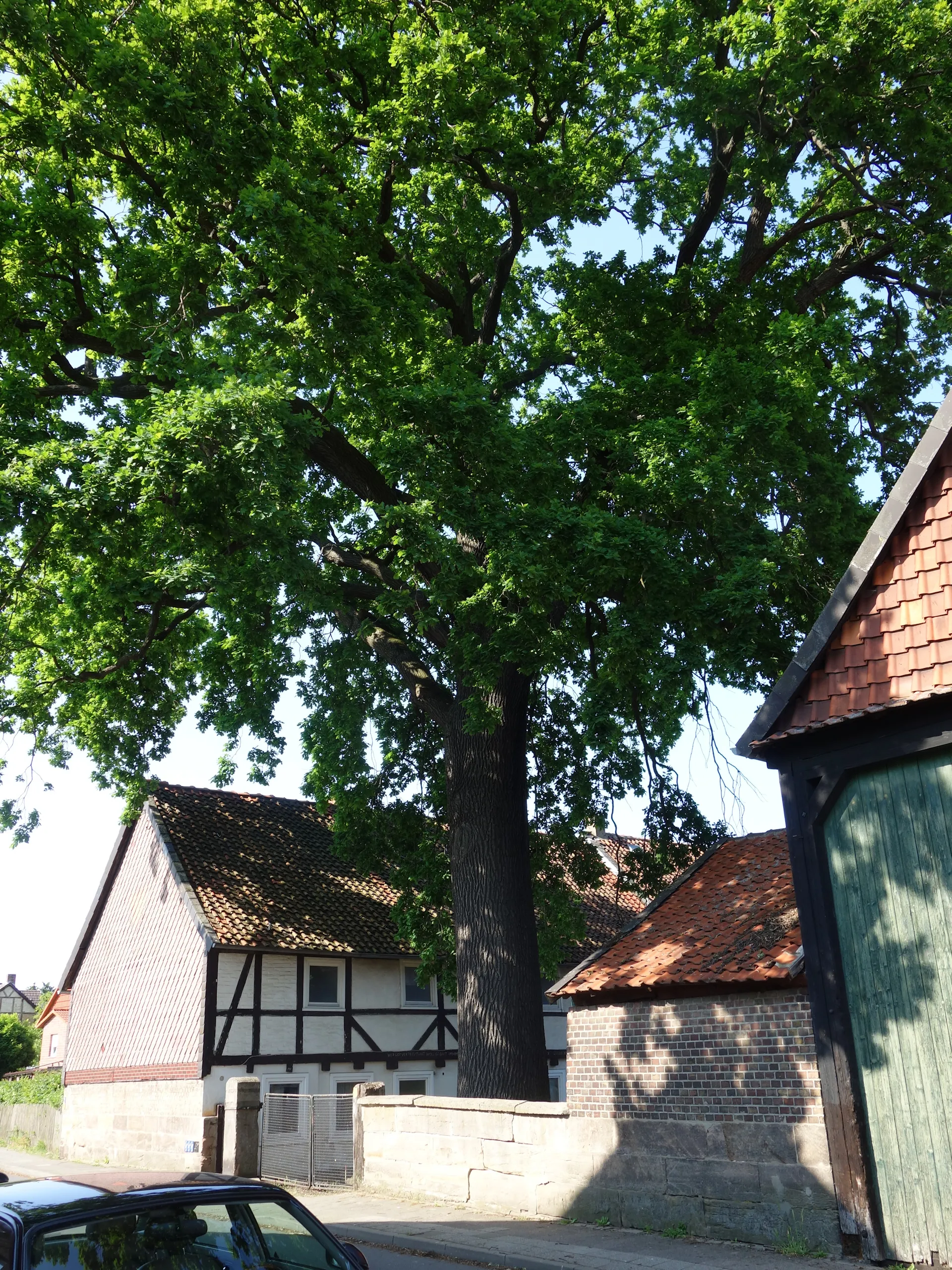 Photo showing: Naturdenkmal Stieleiche am Alten Weg in Braunschweig-Stöckheim 2023