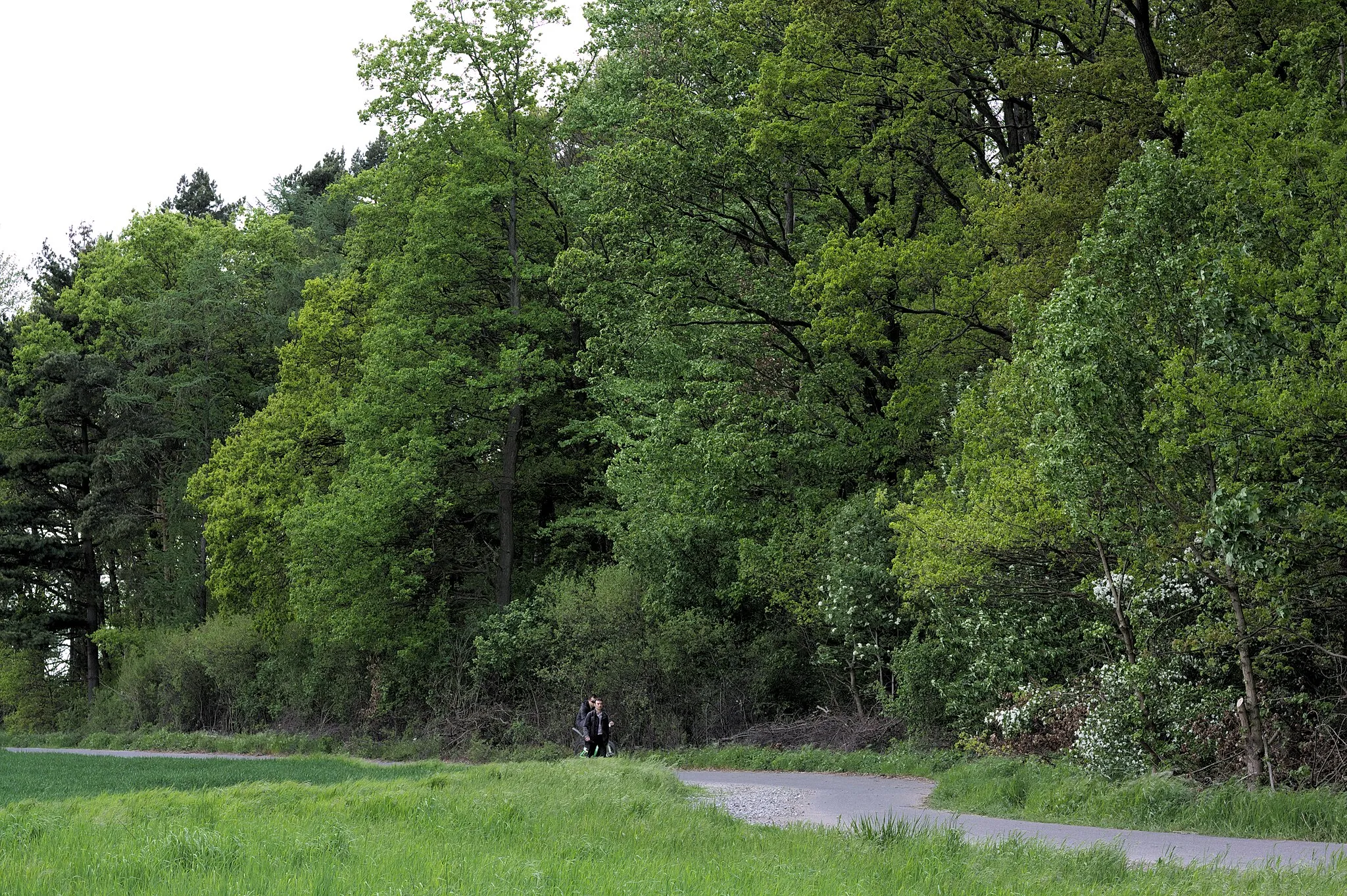 Photo showing: Weg am Südrand des Broitzemer Holzes in Braunschweig, Niedersachsen; Wald im Landschaftsschutzgebiet „Broitzemer Holz“ (LSG BS 00005)