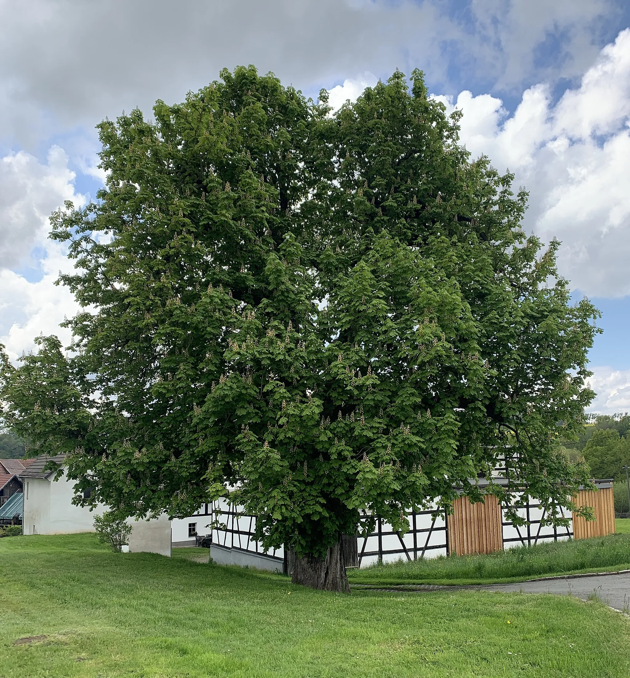 Photo showing: Naturdenkmal Kastanie in Kleinbernsdorf an der Wolkenburger Straße