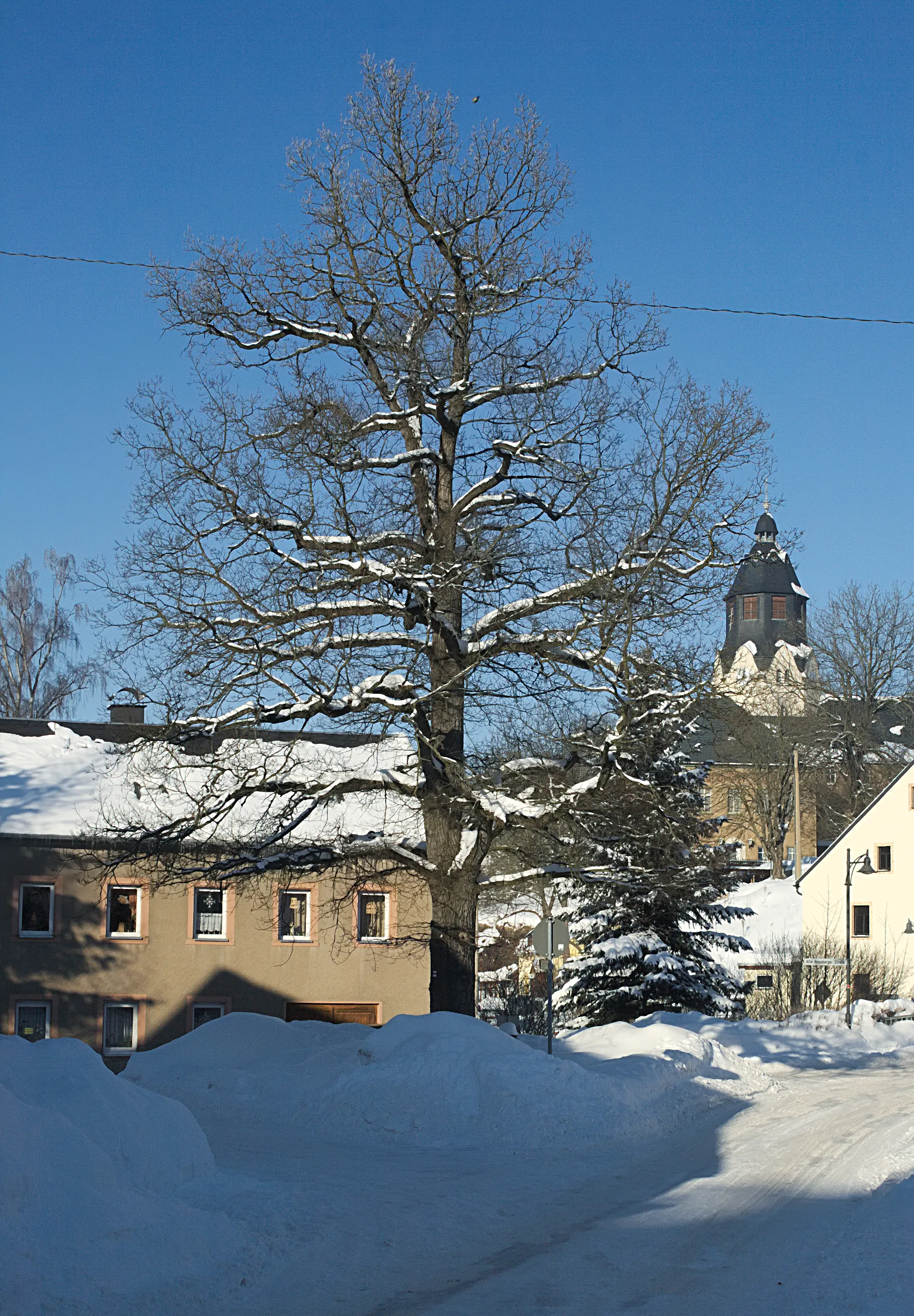 Photo showing: ND Eiche (Quercus sp.) in Wiesa (OT v. Thermalbad Wiesenbad)