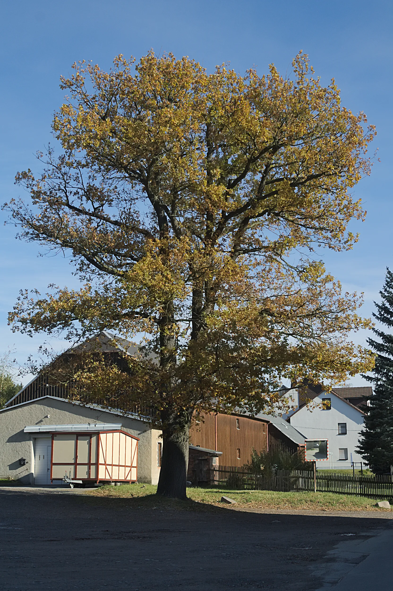 Photo showing: ND Eiche (Quercus sp.) in Wiesa (OT v. Thermalbad Wiesenbad)