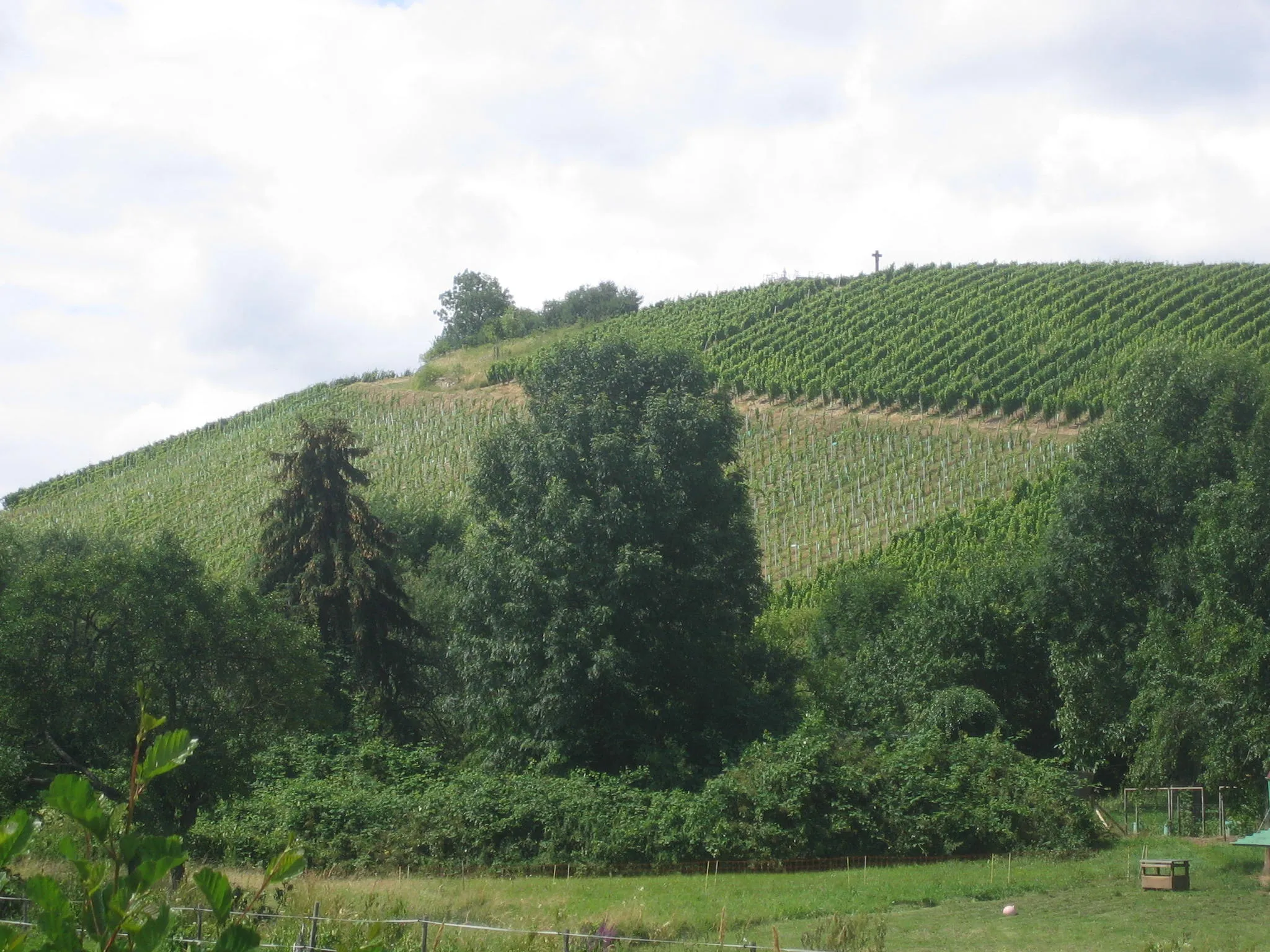 Photo showing: Kiedricher Gräfenberg, östlich der Gemeinde Kiedrich