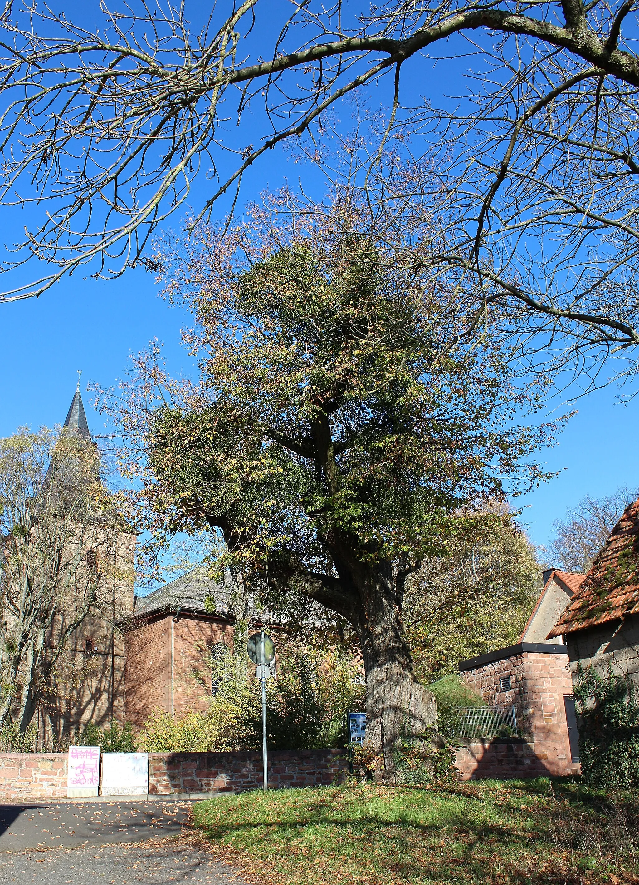 Photo showing: Linde (Naturdenkmal) in Gründau-Niedergründau