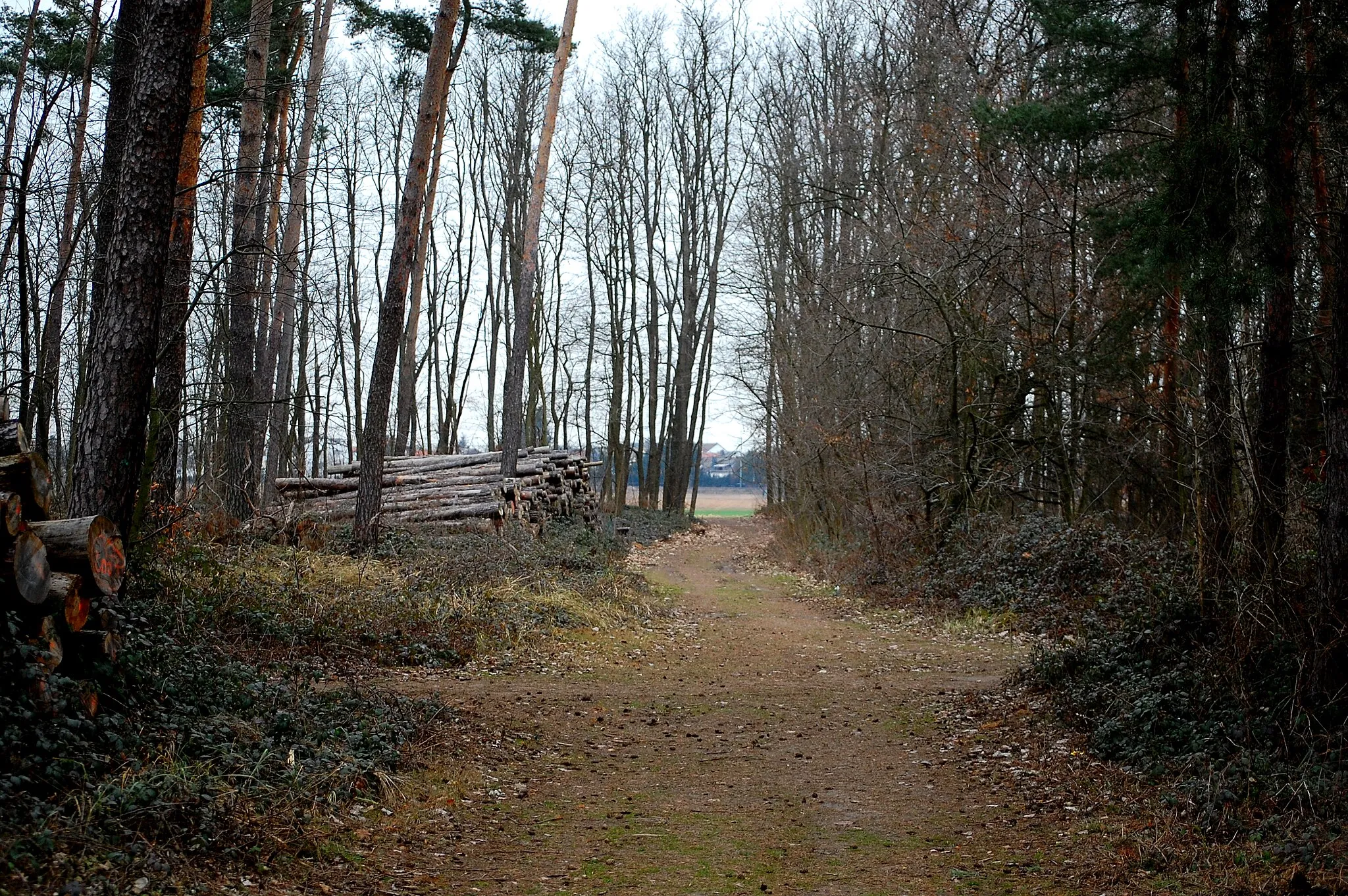 Photo showing: Waldgebiet Braunshardter Tännchen in Weiterstadt