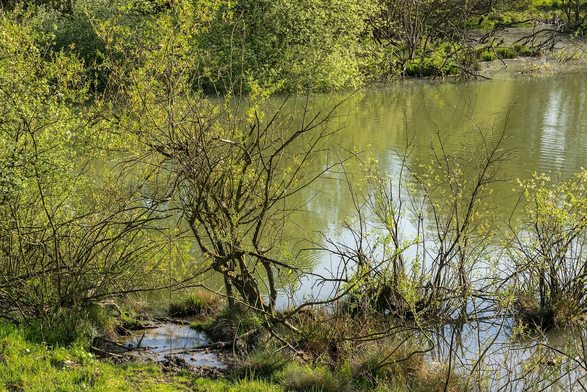 Photo showing: Naturschutzgebiet Nieheimer Tongrube, Nieheim, Kreis Höxter