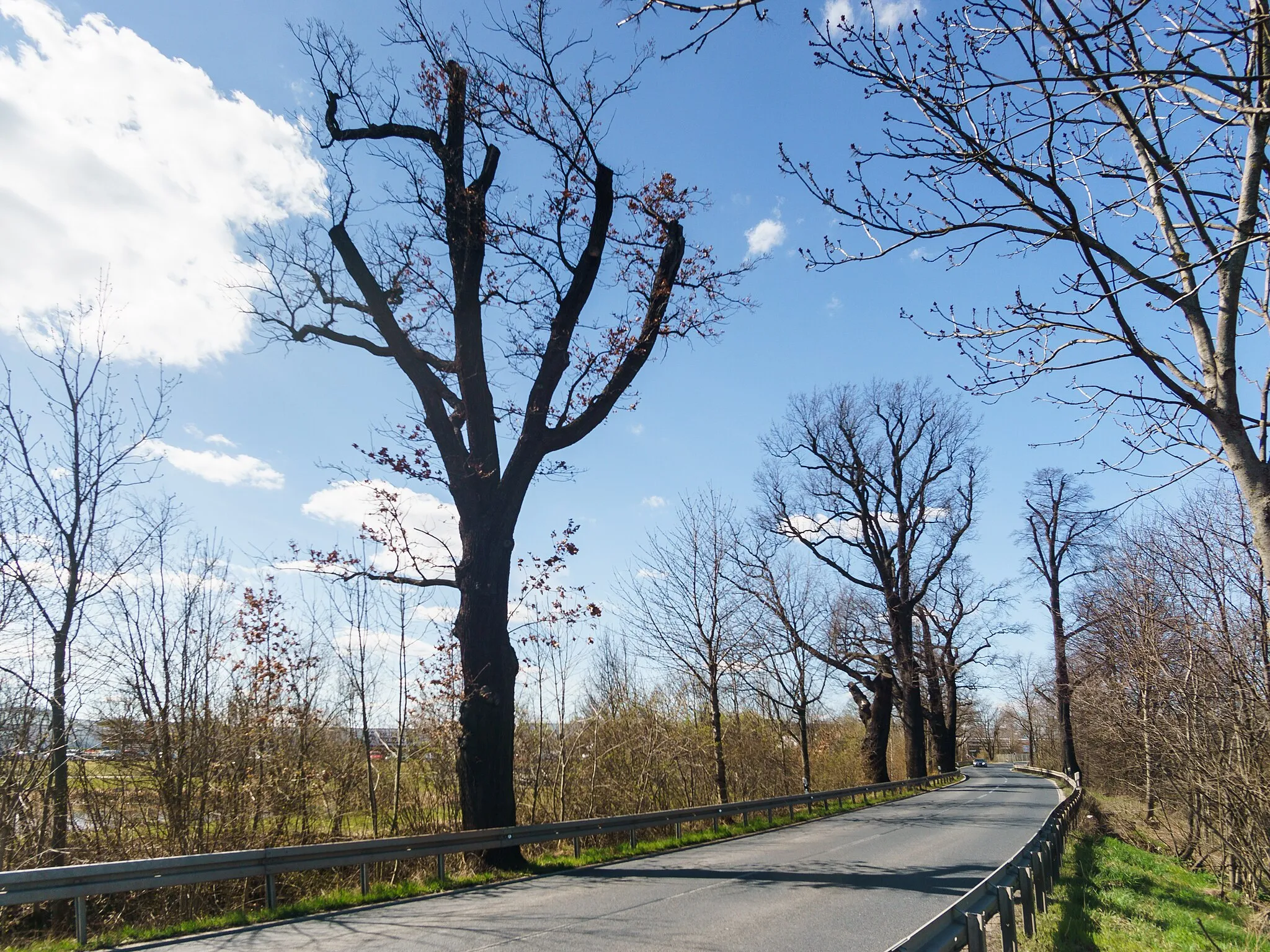 Photo showing: Naturdenkmal "Die Großen Bäume" südwestlich des Ortes an der Silberstraße (S177) in Klipphausen  ND-Nr. MEI 026