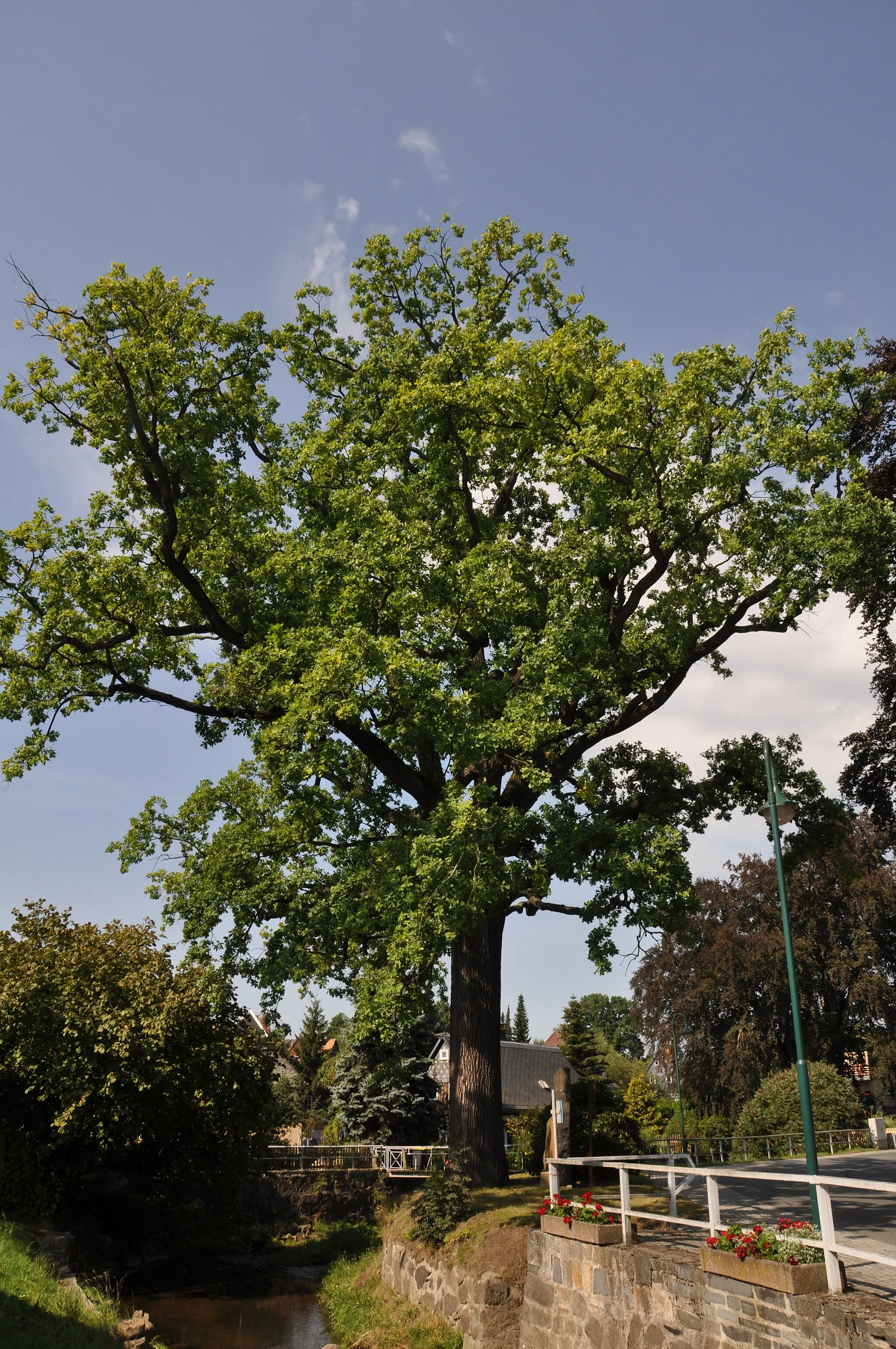 Photo showing: Friedenseiche (Stieleiche) am Niedercunnersdorfer Wasser in Niedercunnersdorf