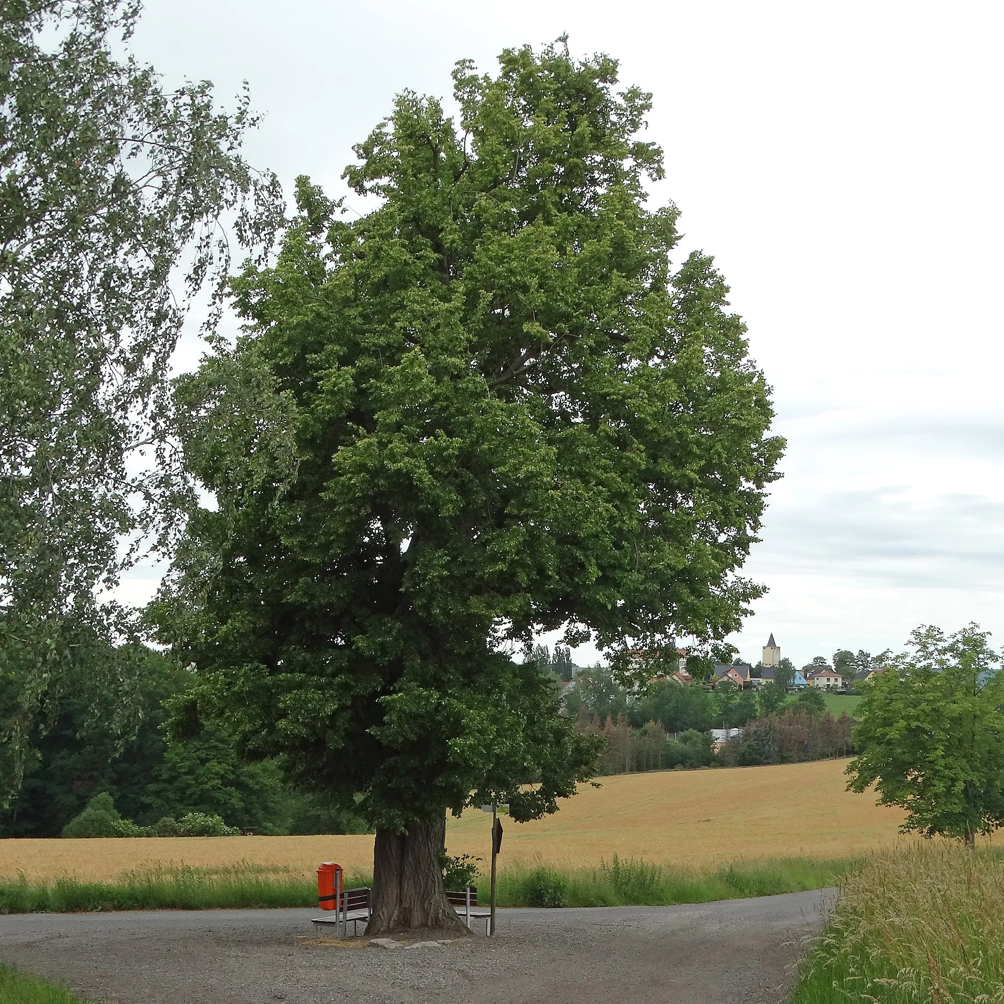 Photo showing: Pfarrlinde am Rabenauer Marktsteig