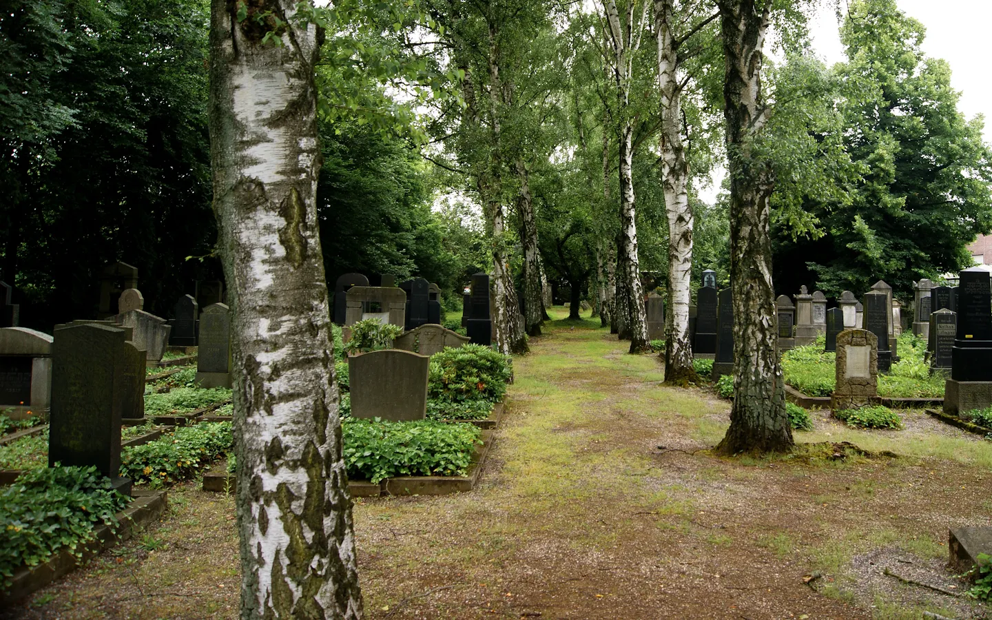 Photo showing: Birkenallee des Jüdischen Friedhofs (Neuss)