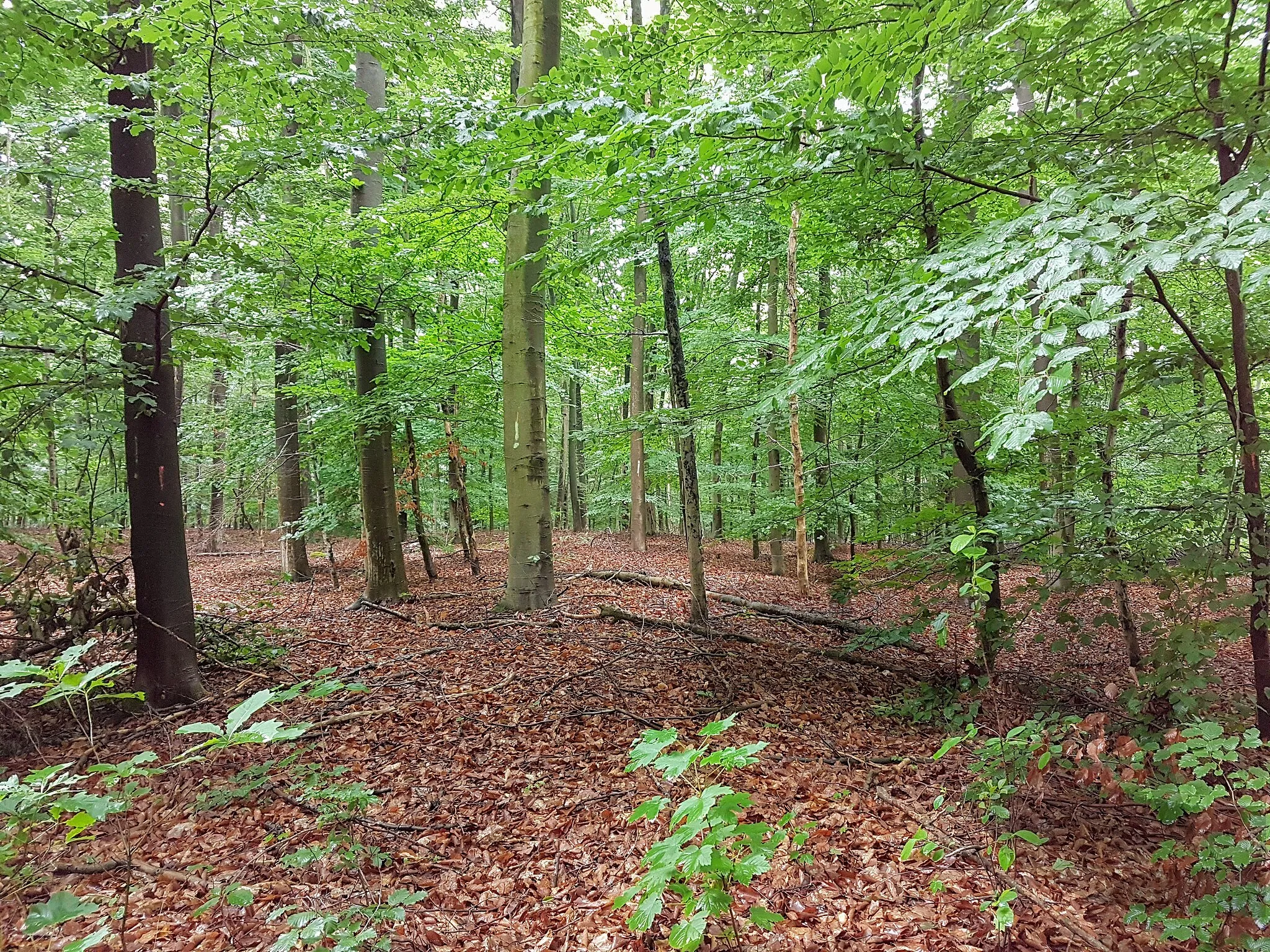 Photo showing: Wall und Graben eines römischen Übungslagers im Uedemer Hochwald