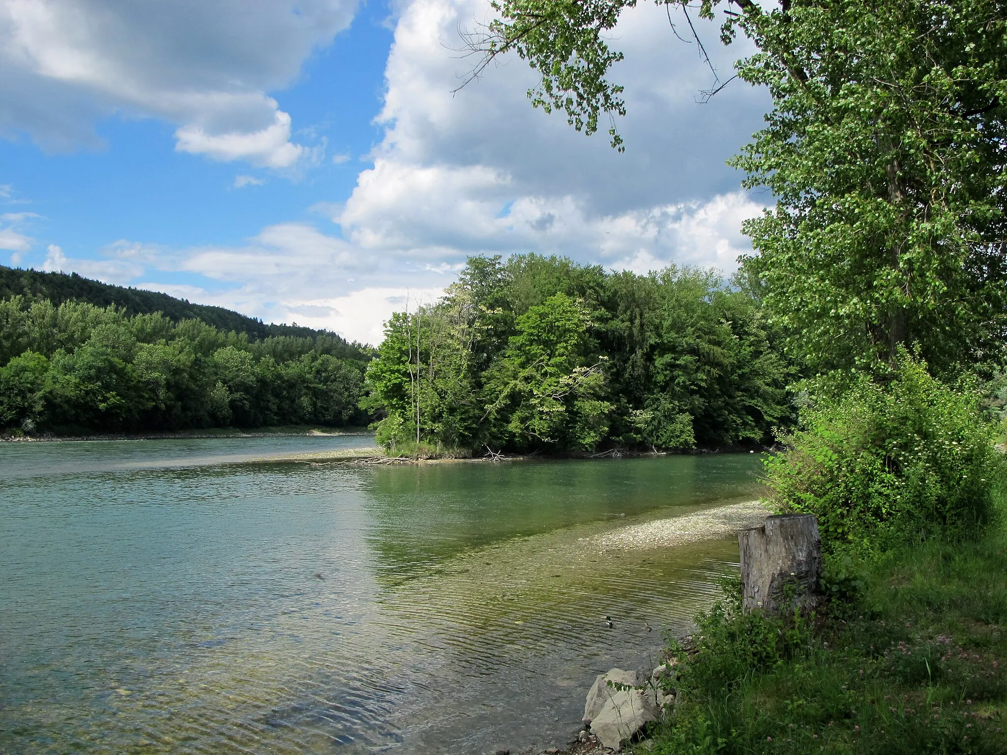 Photo showing: Rhein bei Koblenz aufwärts Richtung Zurzach, Inseli und schöne Ufer mit Biber und Vögel